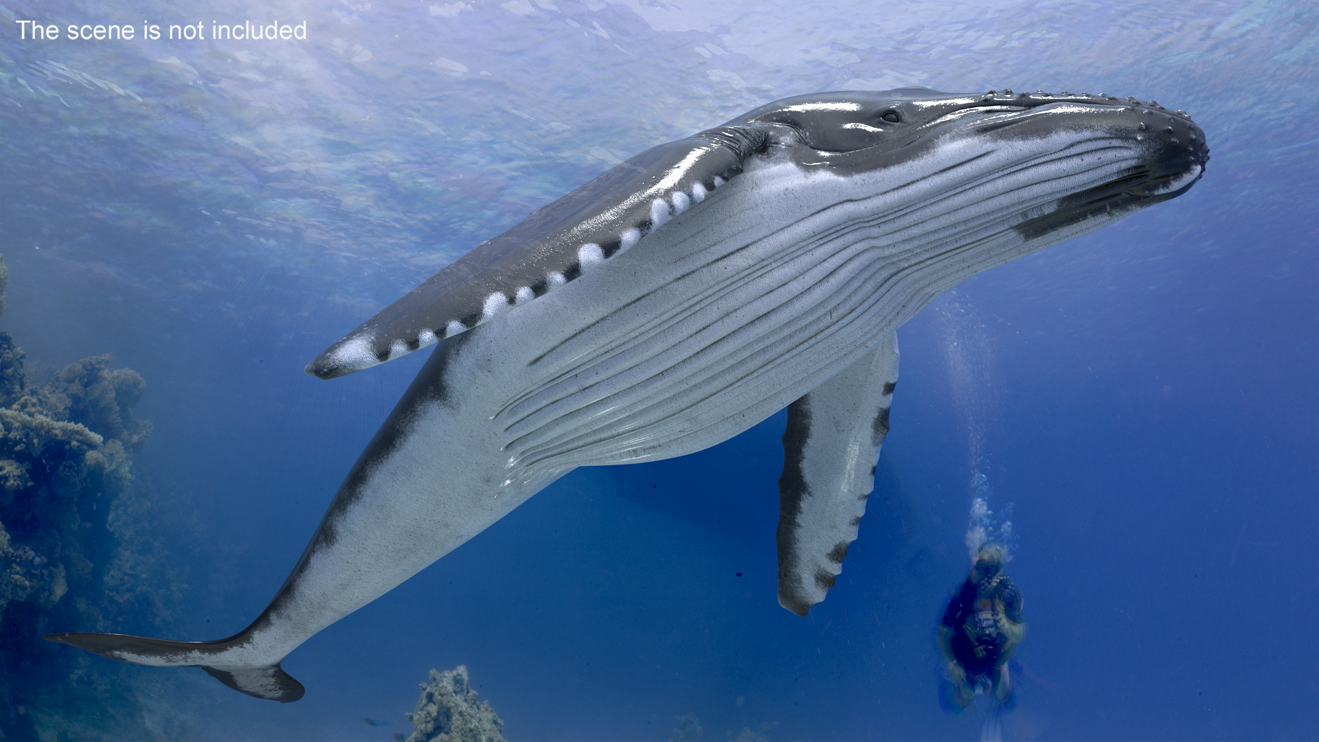 3D model Humpback Whale or Megaptera Novaeangliae