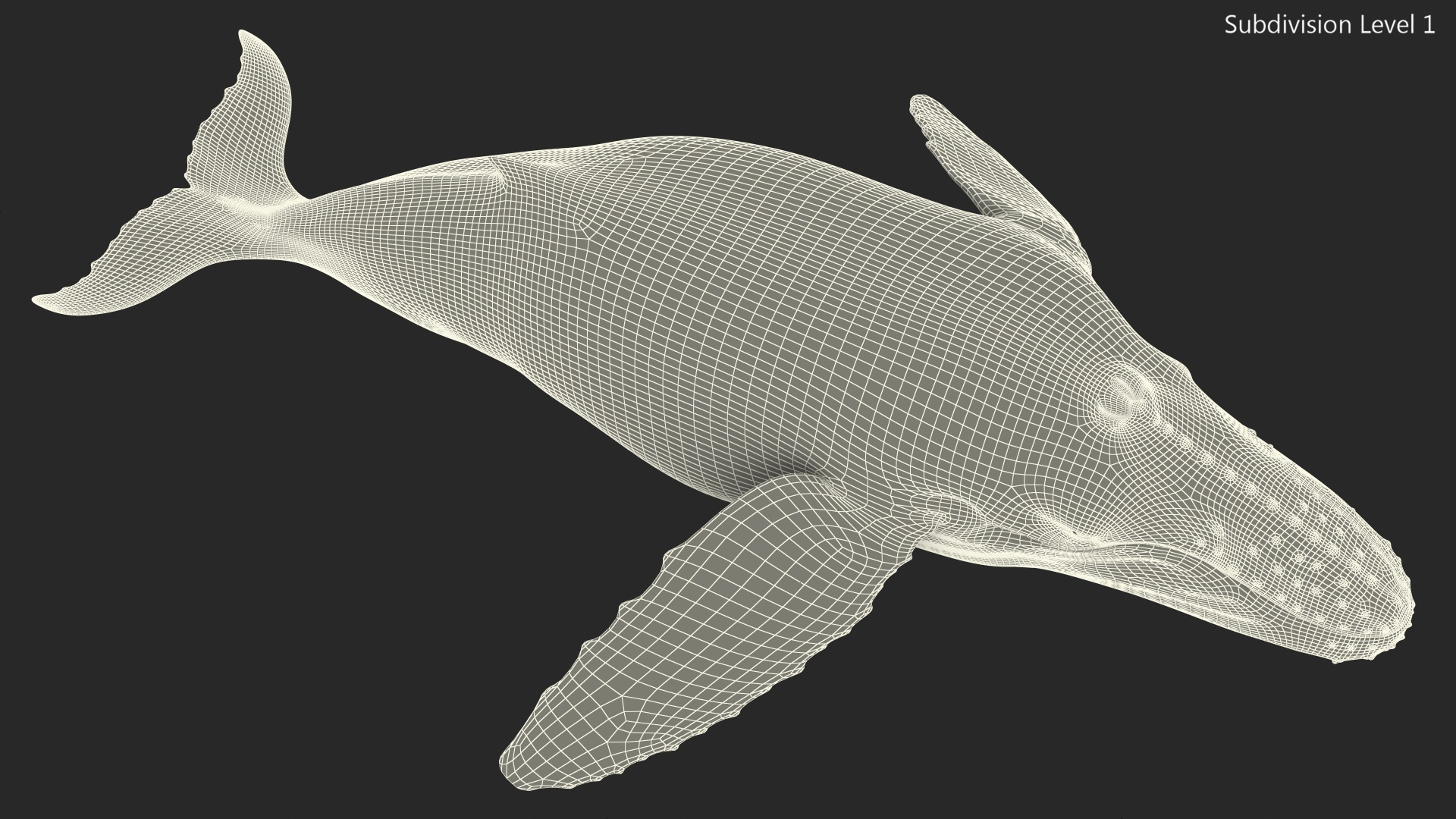 3D model Humpback Whale or Megaptera Novaeangliae