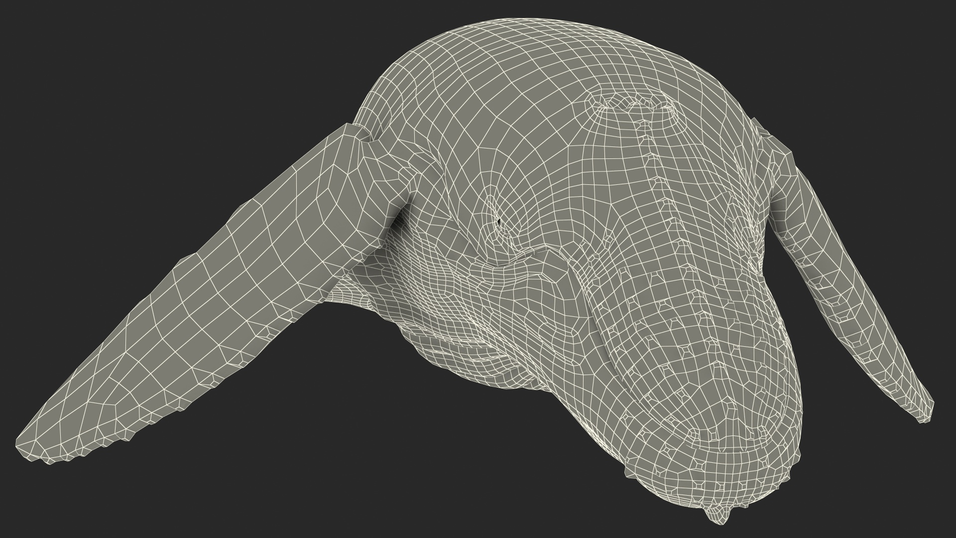3D model Humpback Whale or Megaptera Novaeangliae