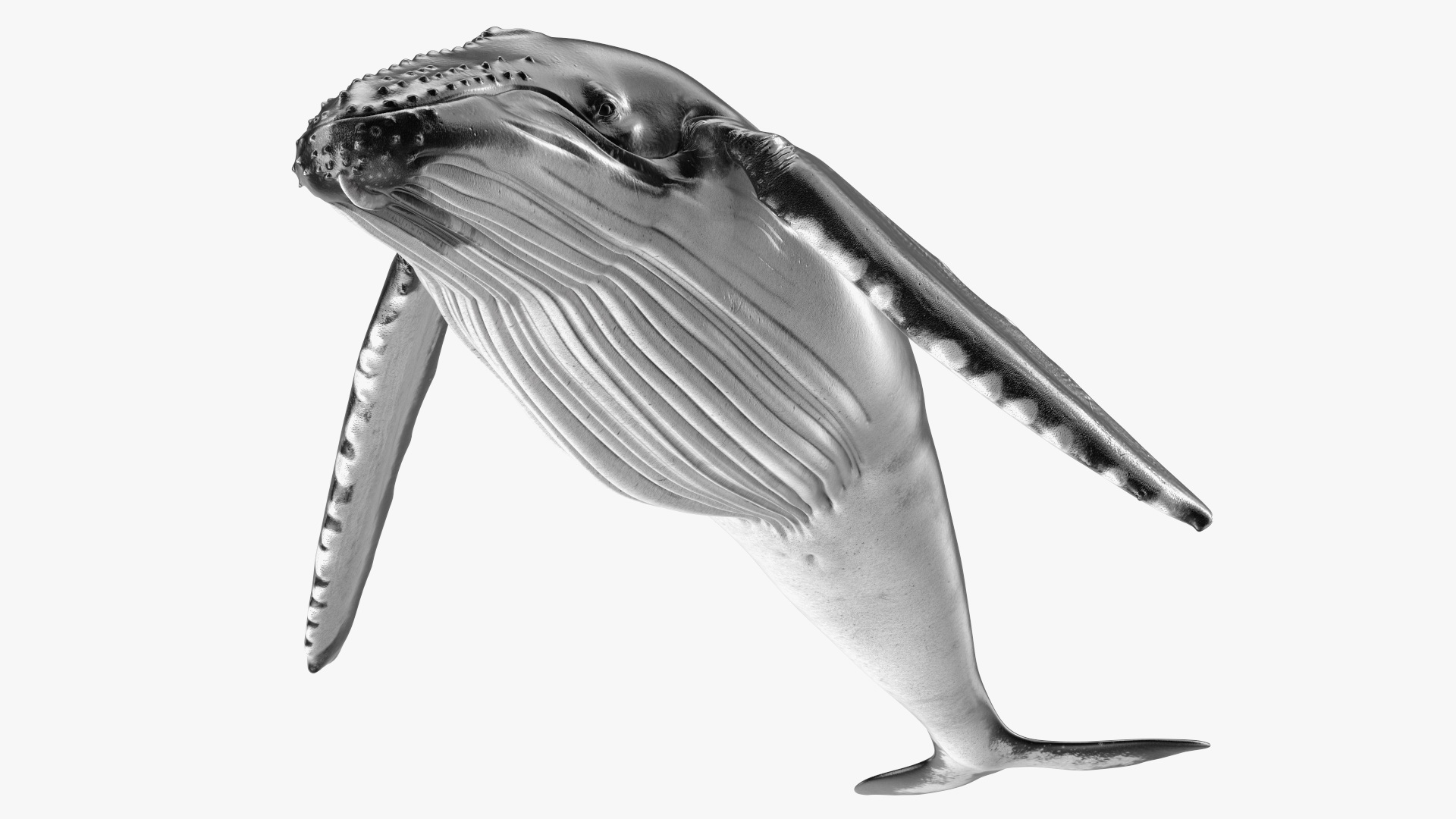 3D model Humpback Whale or Megaptera Novaeangliae