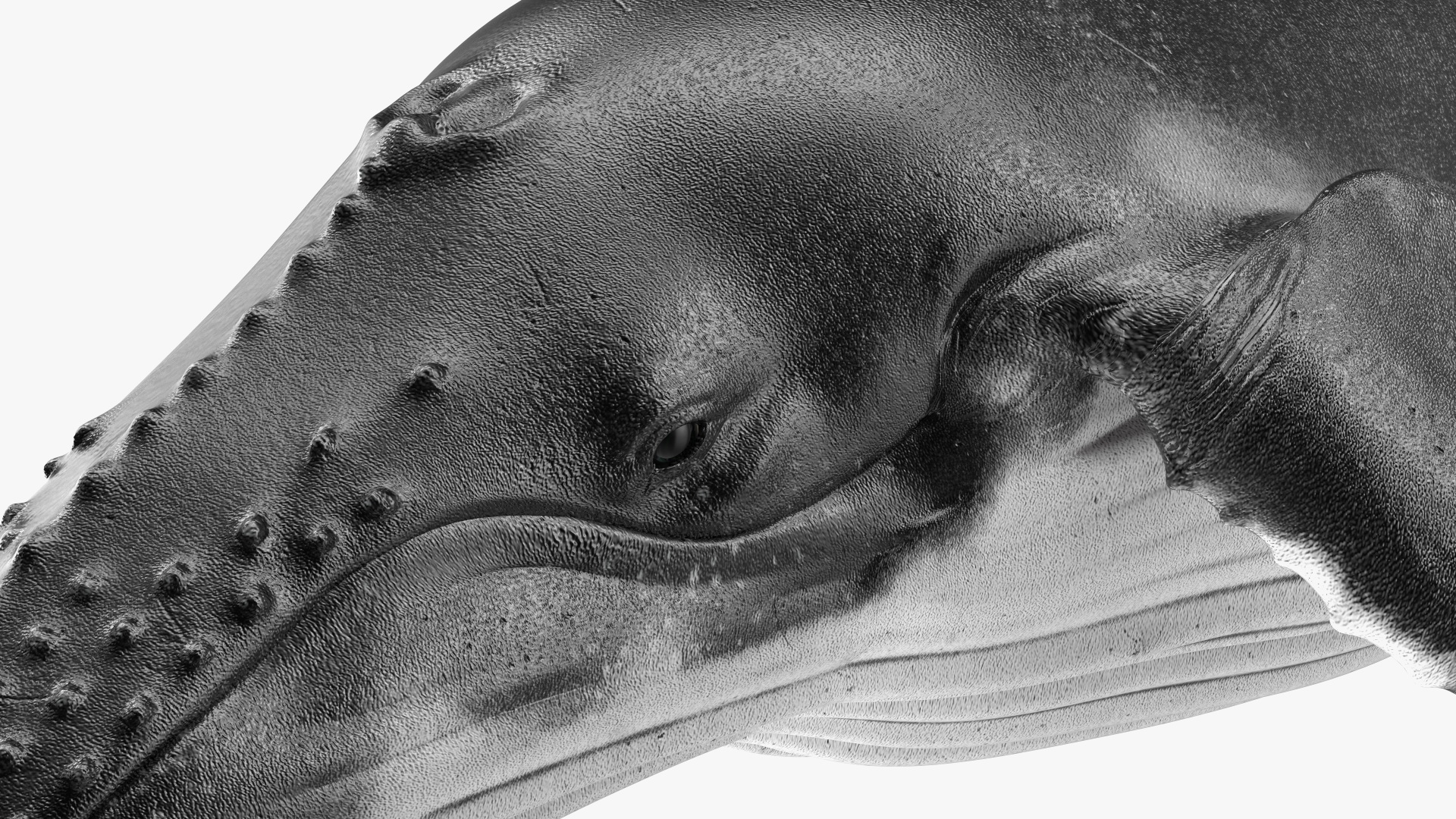 3D model Humpback Whale or Megaptera Novaeangliae