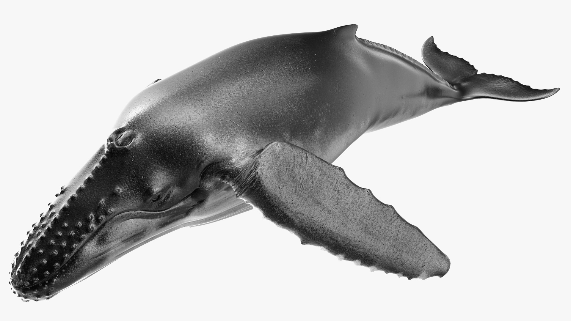 3D model Humpback Whale or Megaptera Novaeangliae