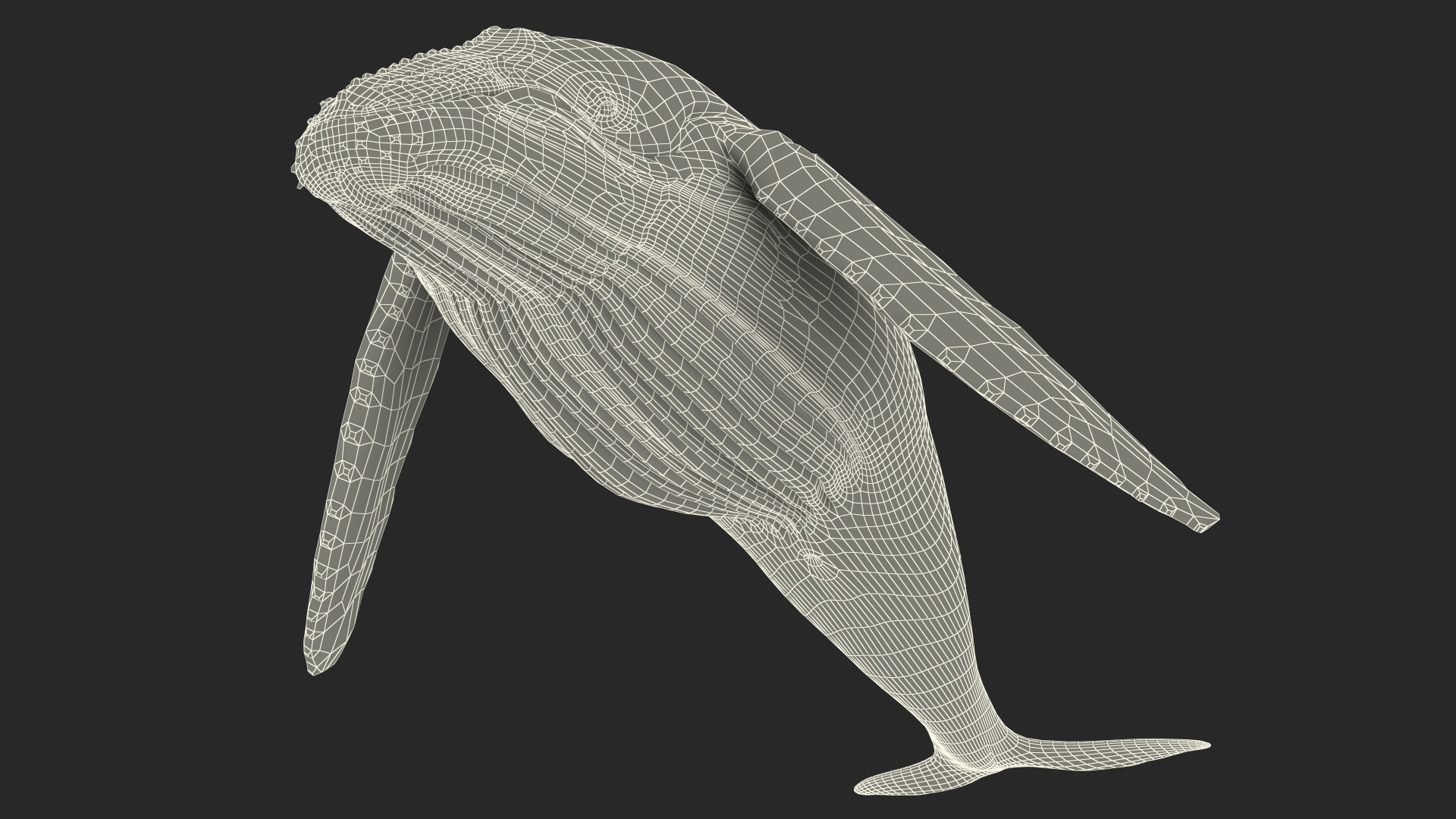3D model Humpback Whale or Megaptera Novaeangliae