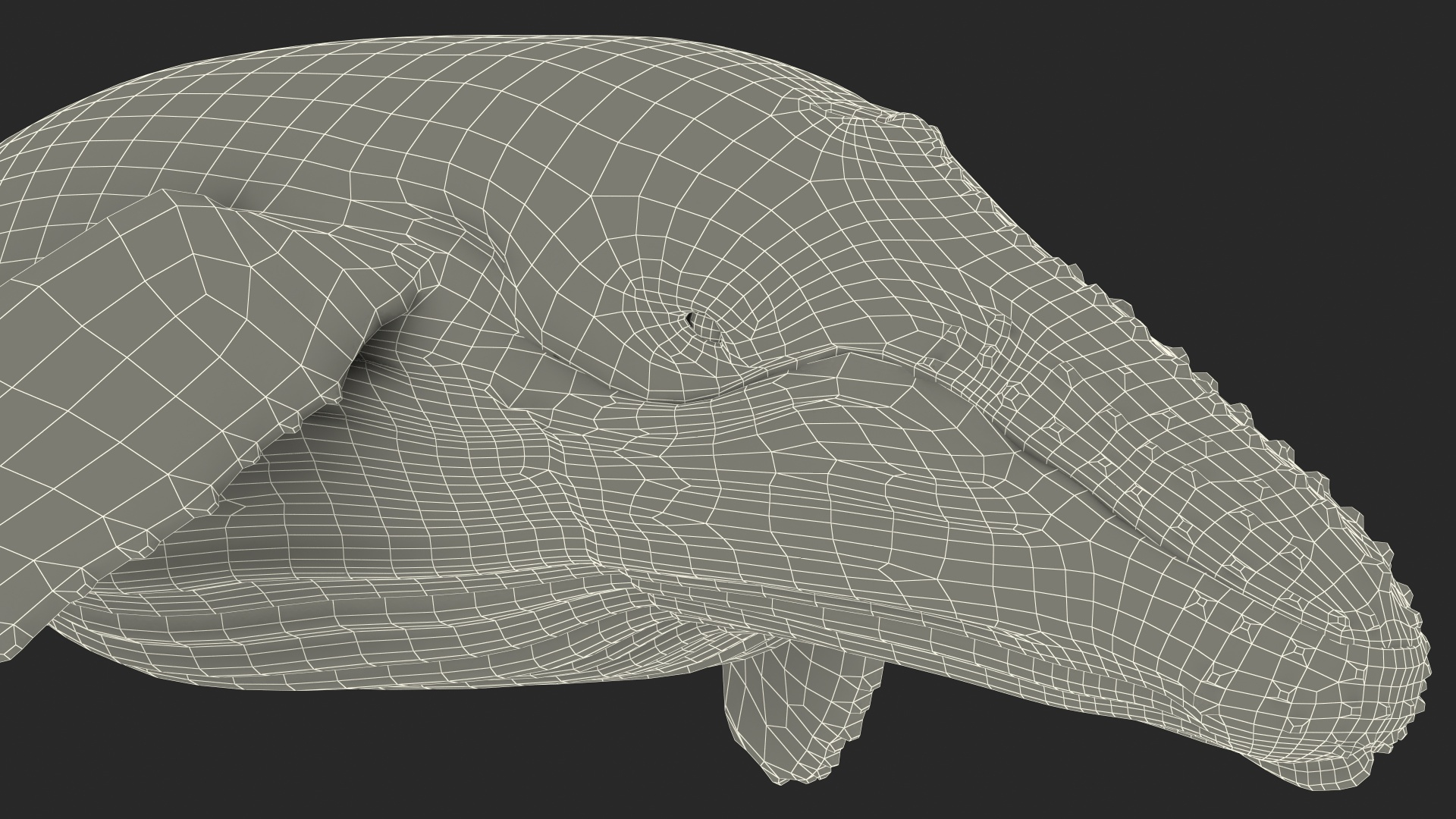 3D model Humpback Whale or Megaptera Novaeangliae