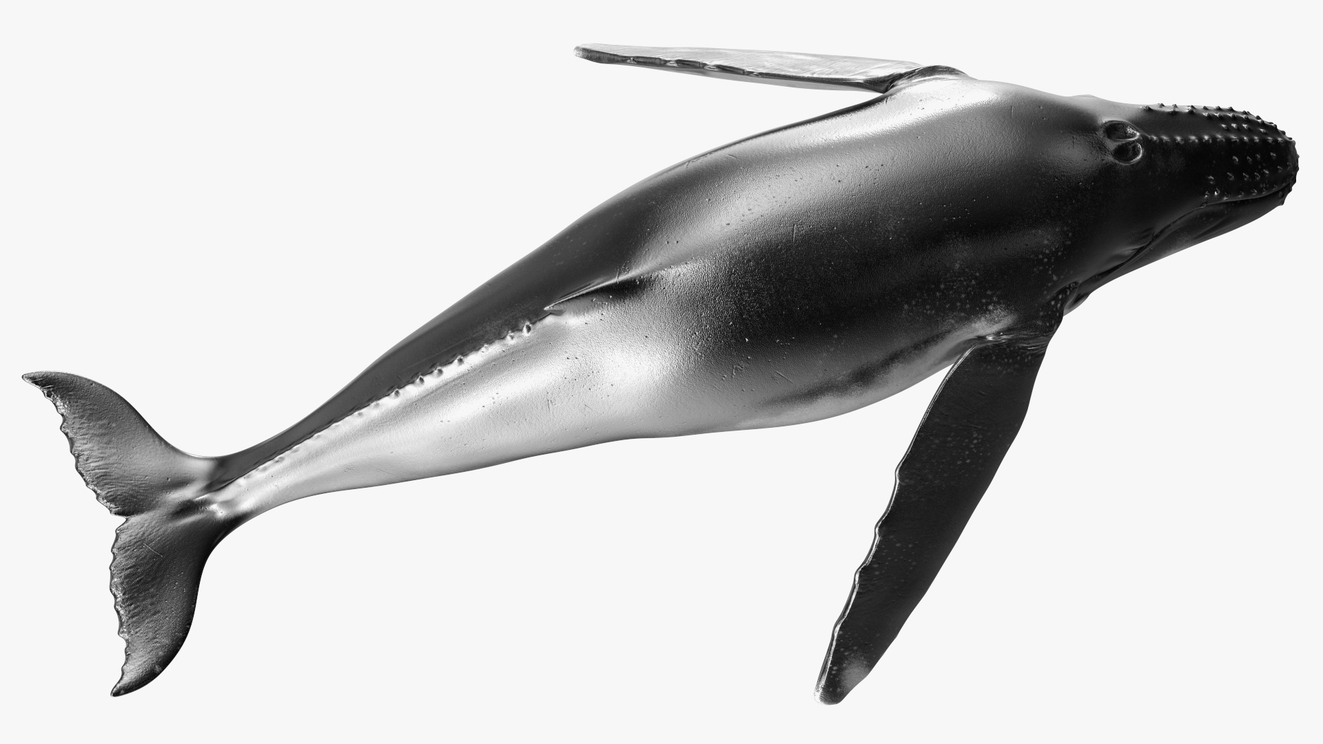 3D model Humpback Whale or Megaptera Novaeangliae