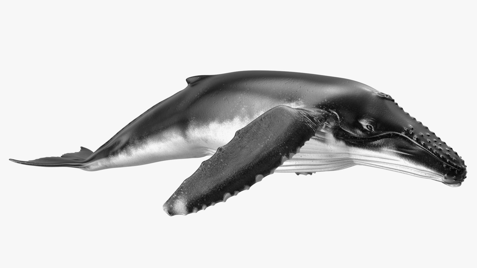 3D model Humpback Whale or Megaptera Novaeangliae