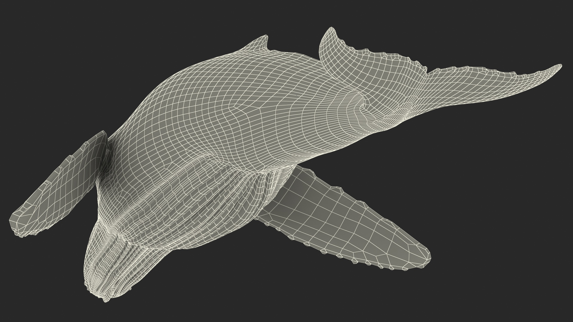 3D model Humpback Whale or Megaptera Novaeangliae