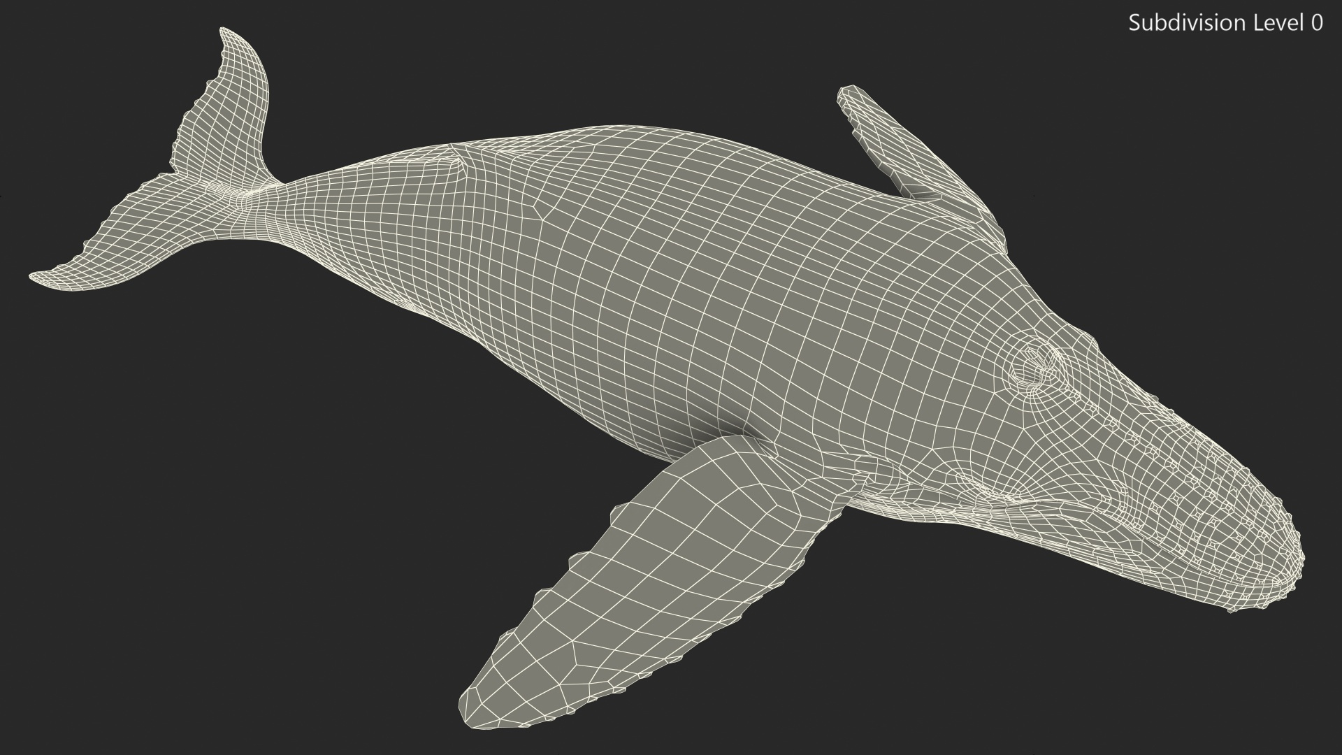 3D model Humpback Whale or Megaptera Novaeangliae