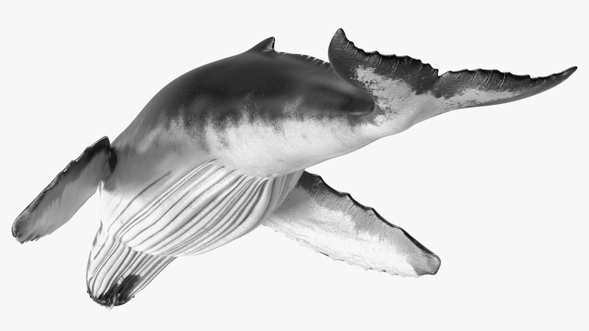 3D model Humpback Whale or Megaptera Novaeangliae