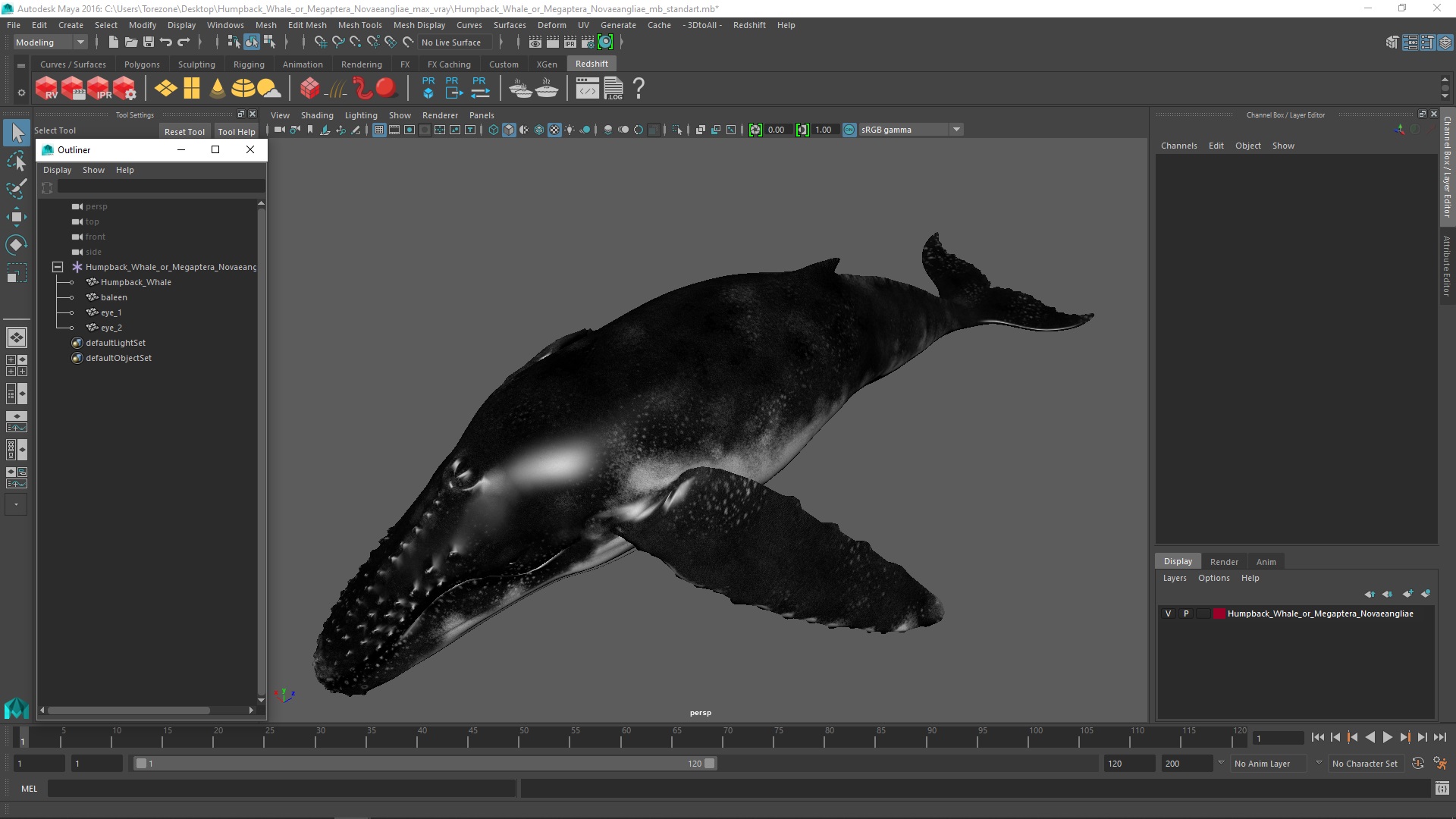 3D model Humpback Whale or Megaptera Novaeangliae