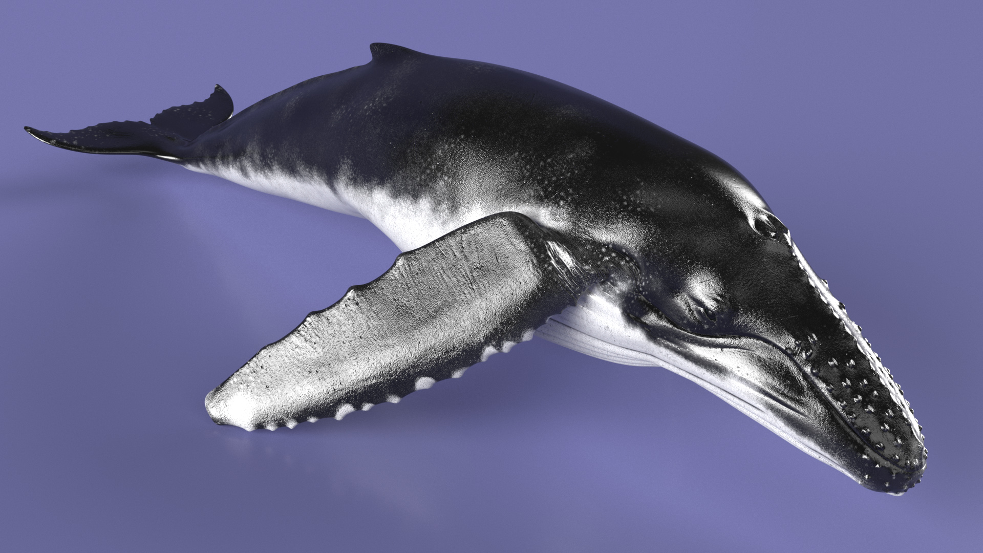 3D model Humpback Whale or Megaptera Novaeangliae