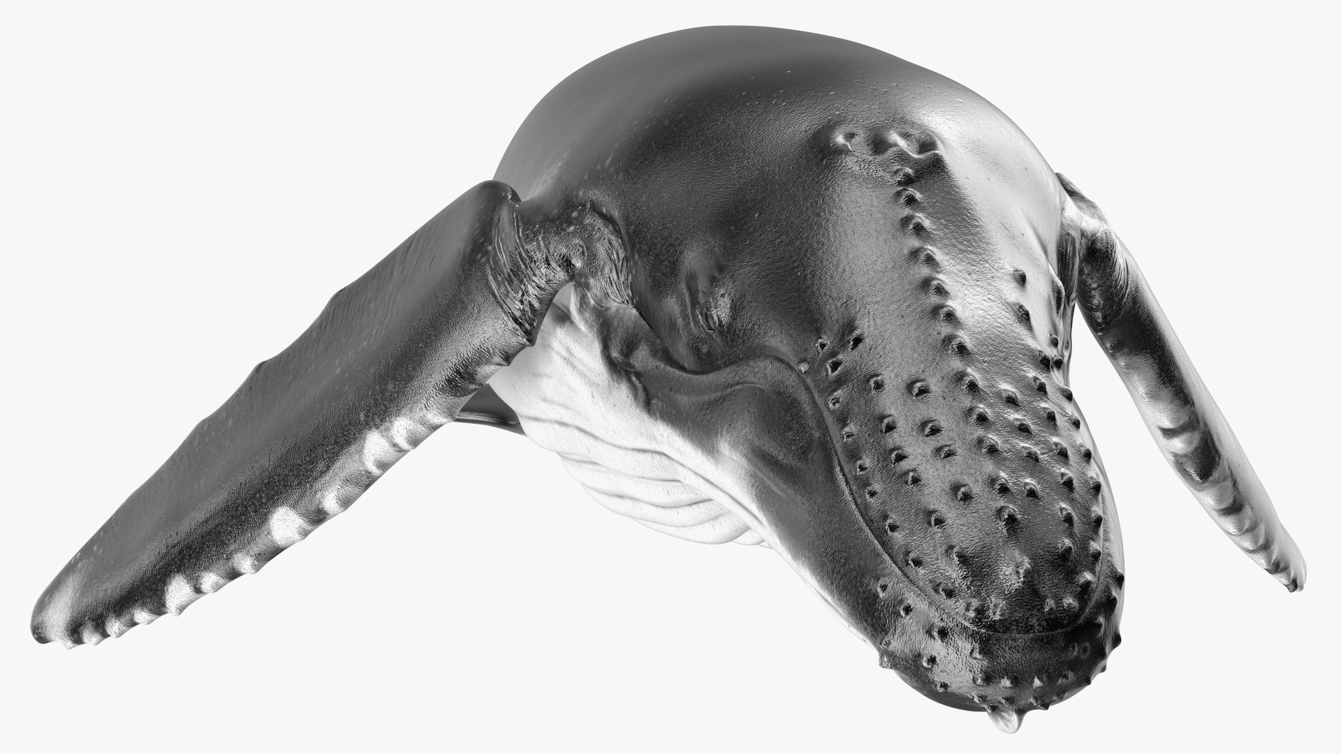 3D model Humpback Whale or Megaptera Novaeangliae