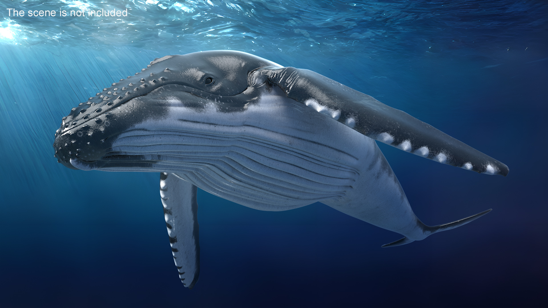 3D model Humpback Whale or Megaptera Novaeangliae