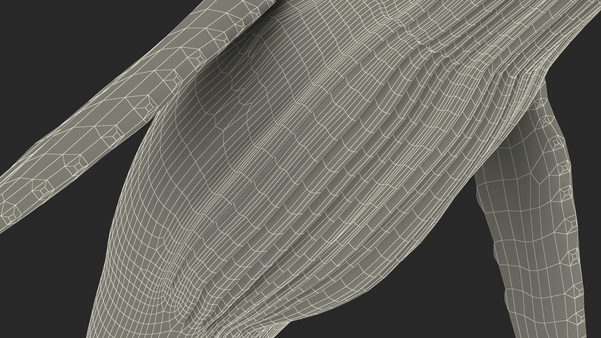 3D model Humpback Whale or Megaptera Novaeangliae