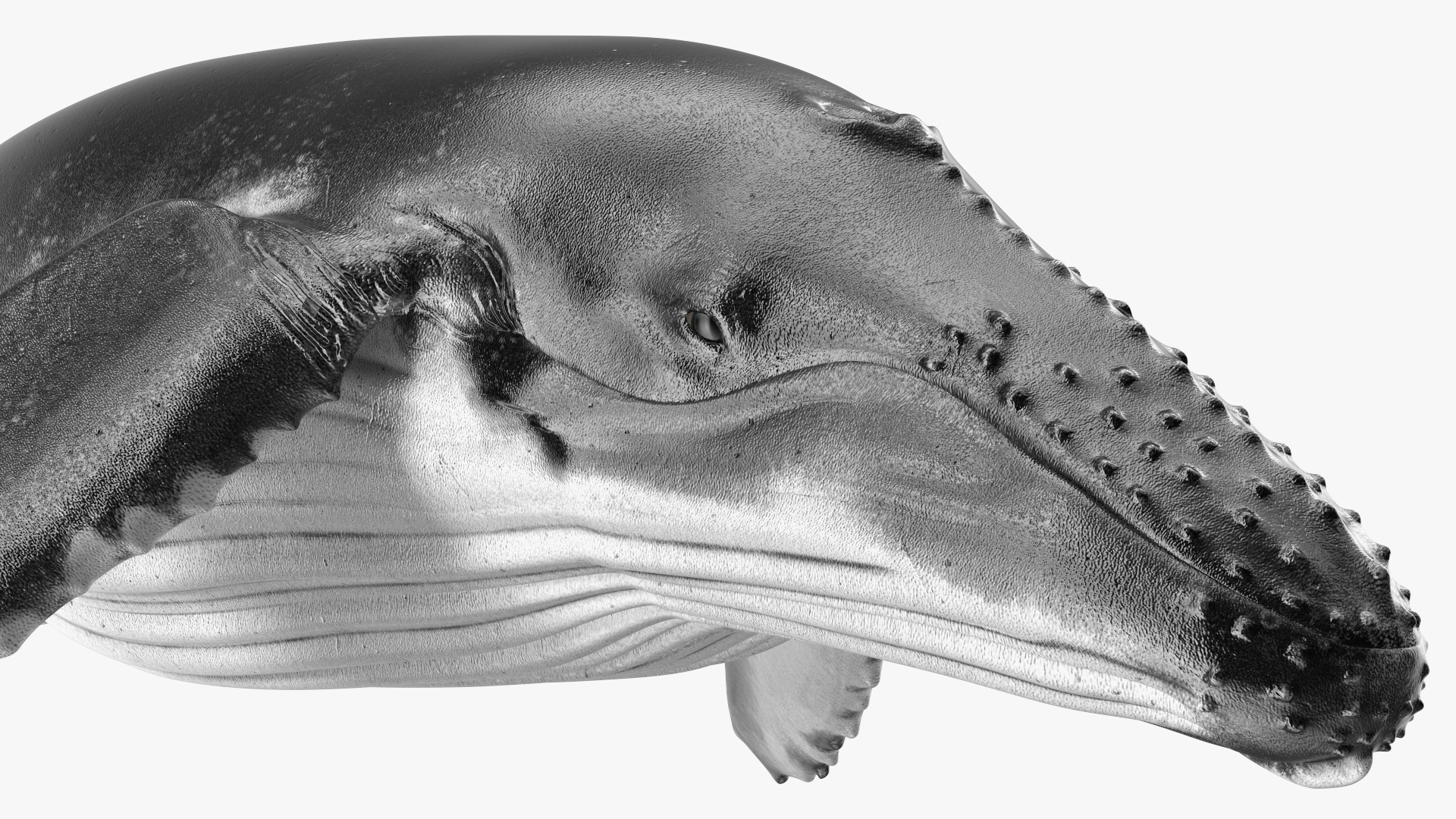 3D model Humpback Whale or Megaptera Novaeangliae