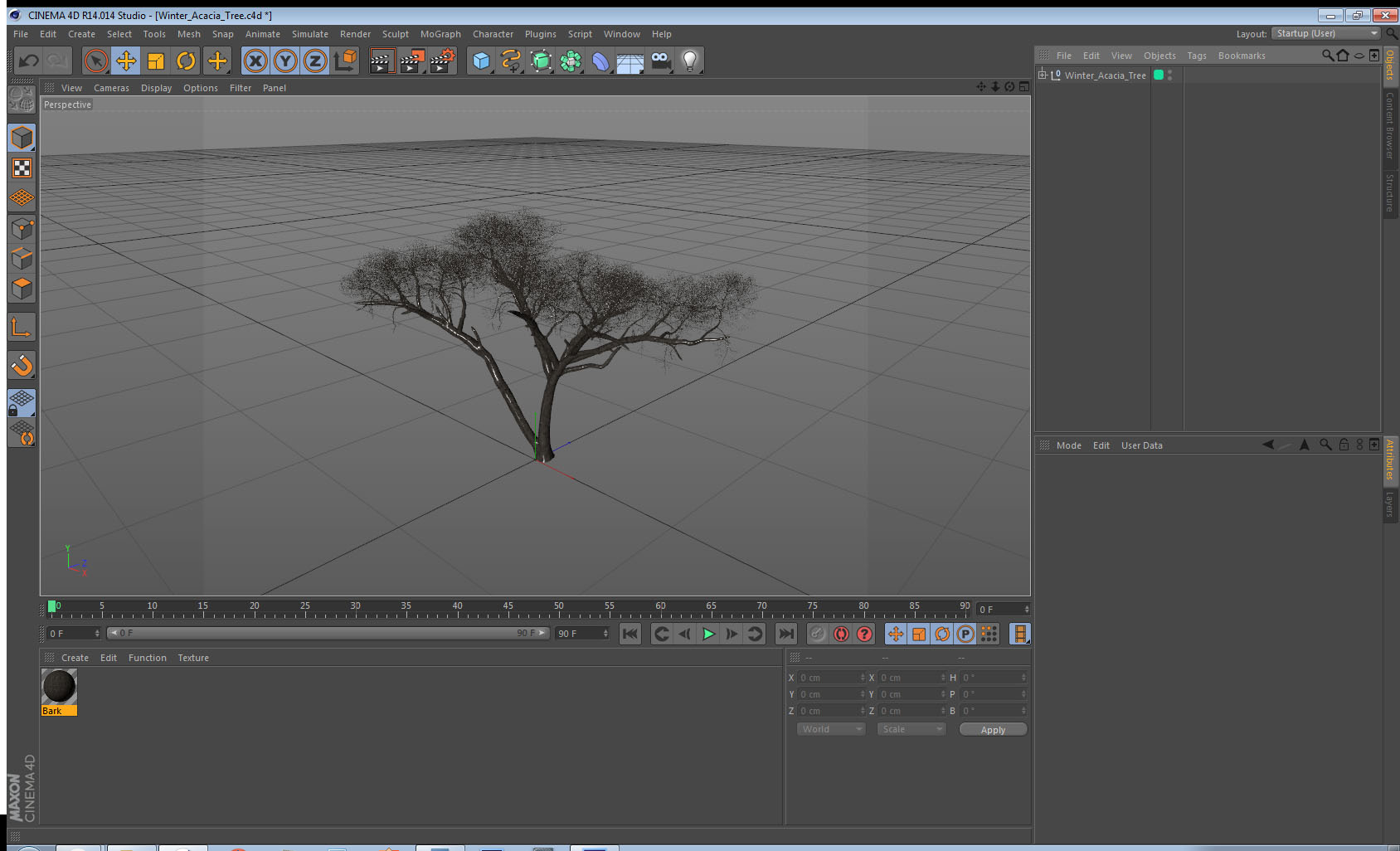 3D Winter Acacia Tree model