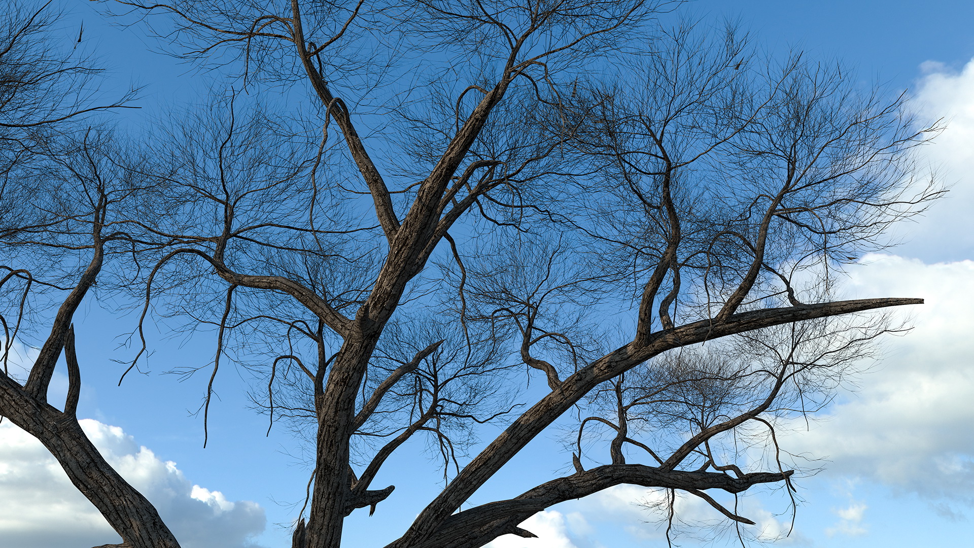 3D Winter Acacia Tree model