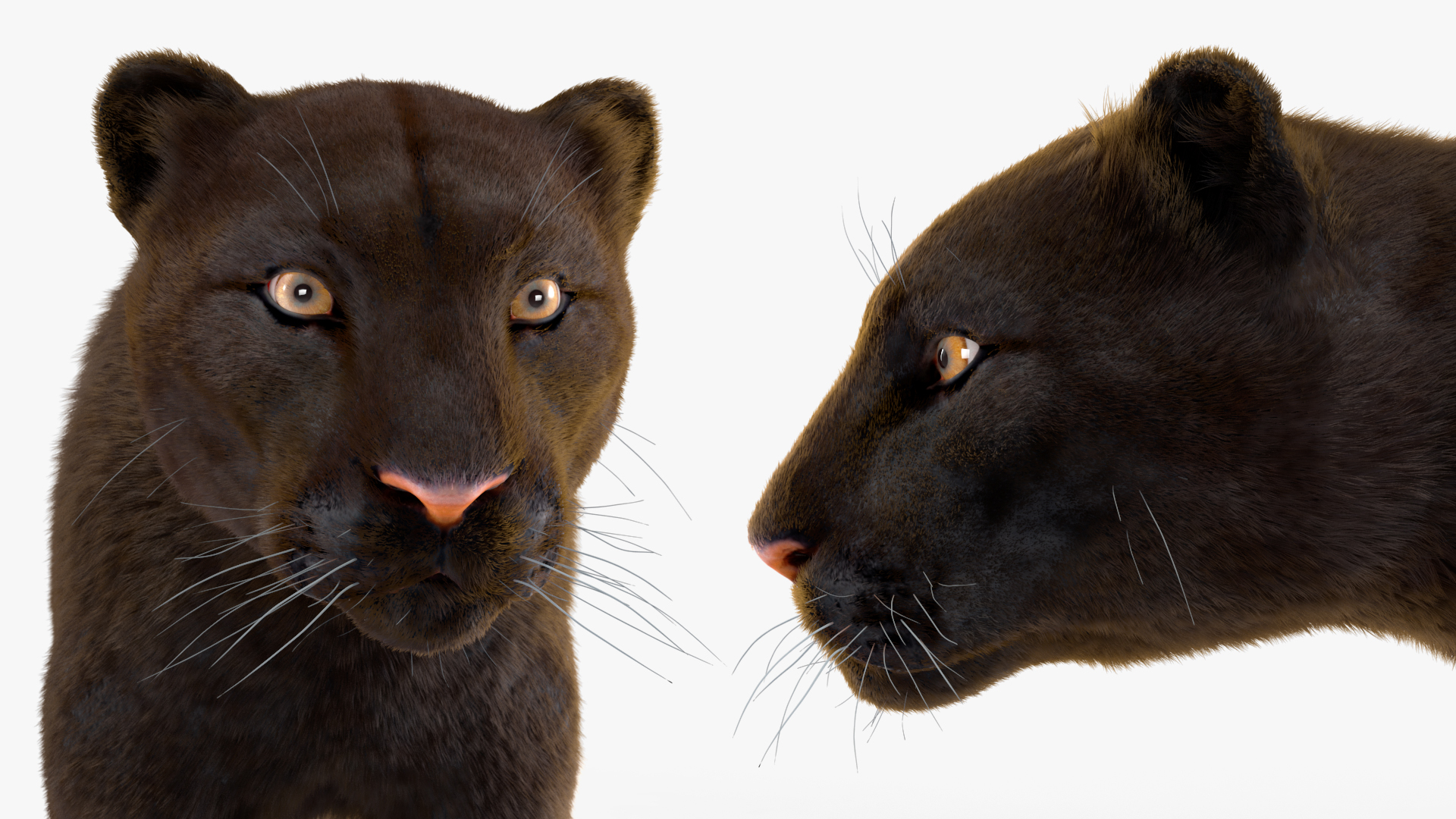 Black Panther Fur 3D