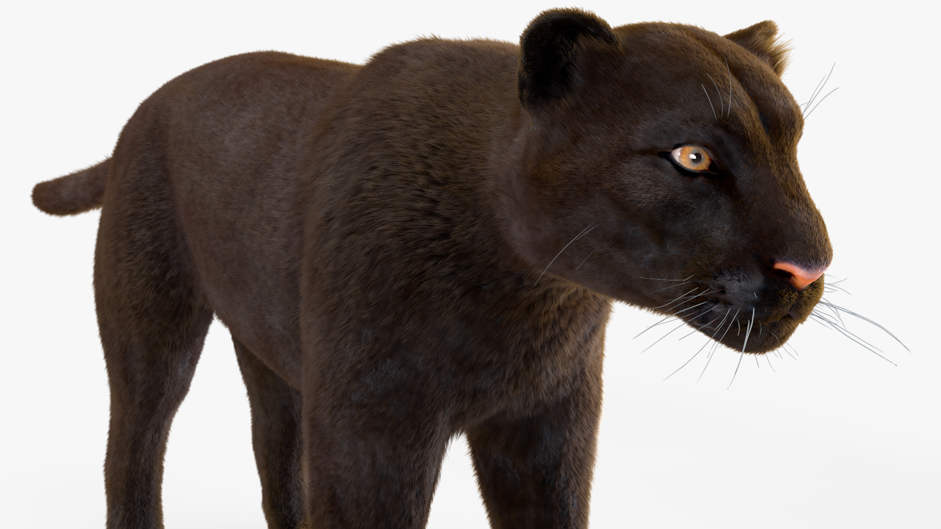 Black Panther Fur 3D