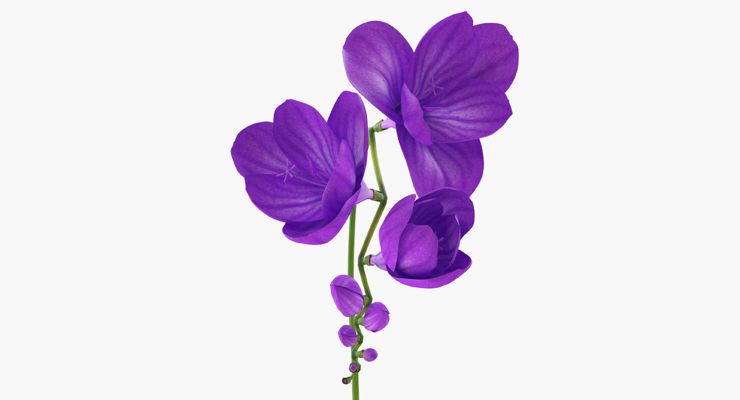 3D Purple Freesia Flower