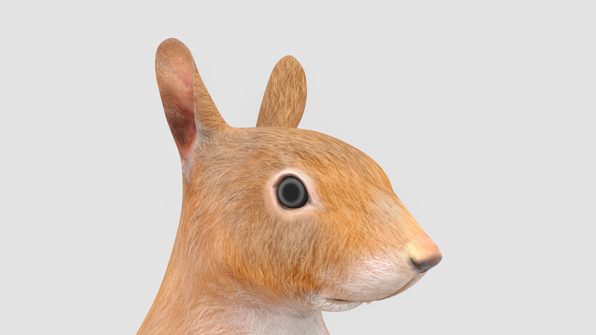 Red Squirrel in Standing Pose 3D model