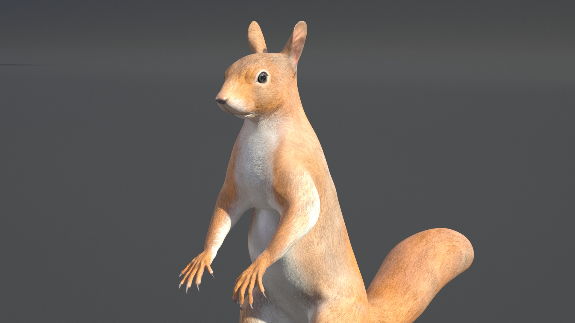 Red Squirrel in Standing Pose 3D model