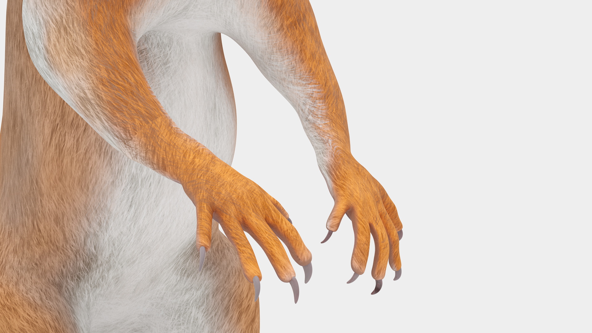 Red Squirrel in Standing Pose 3D model