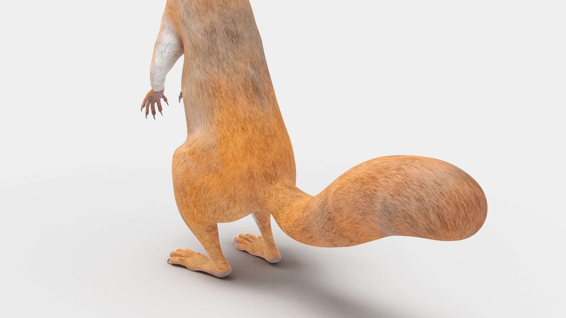 Red Squirrel in Standing Pose 3D model