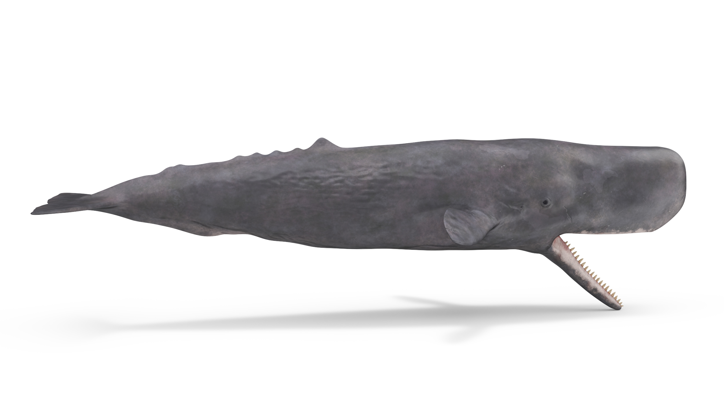 Sperm Whale Basic Pose 3D