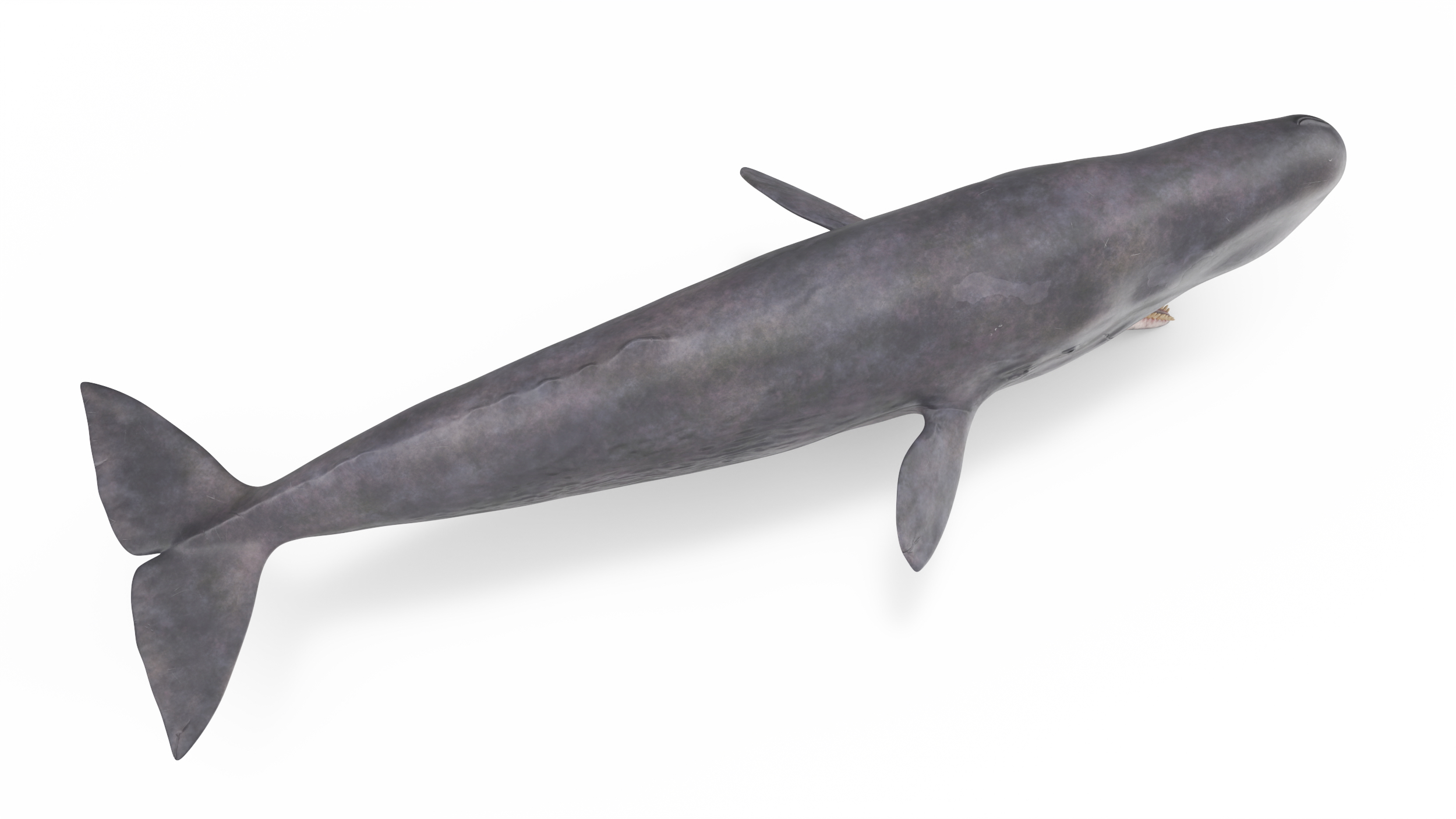 Sperm Whale Basic Pose 3D