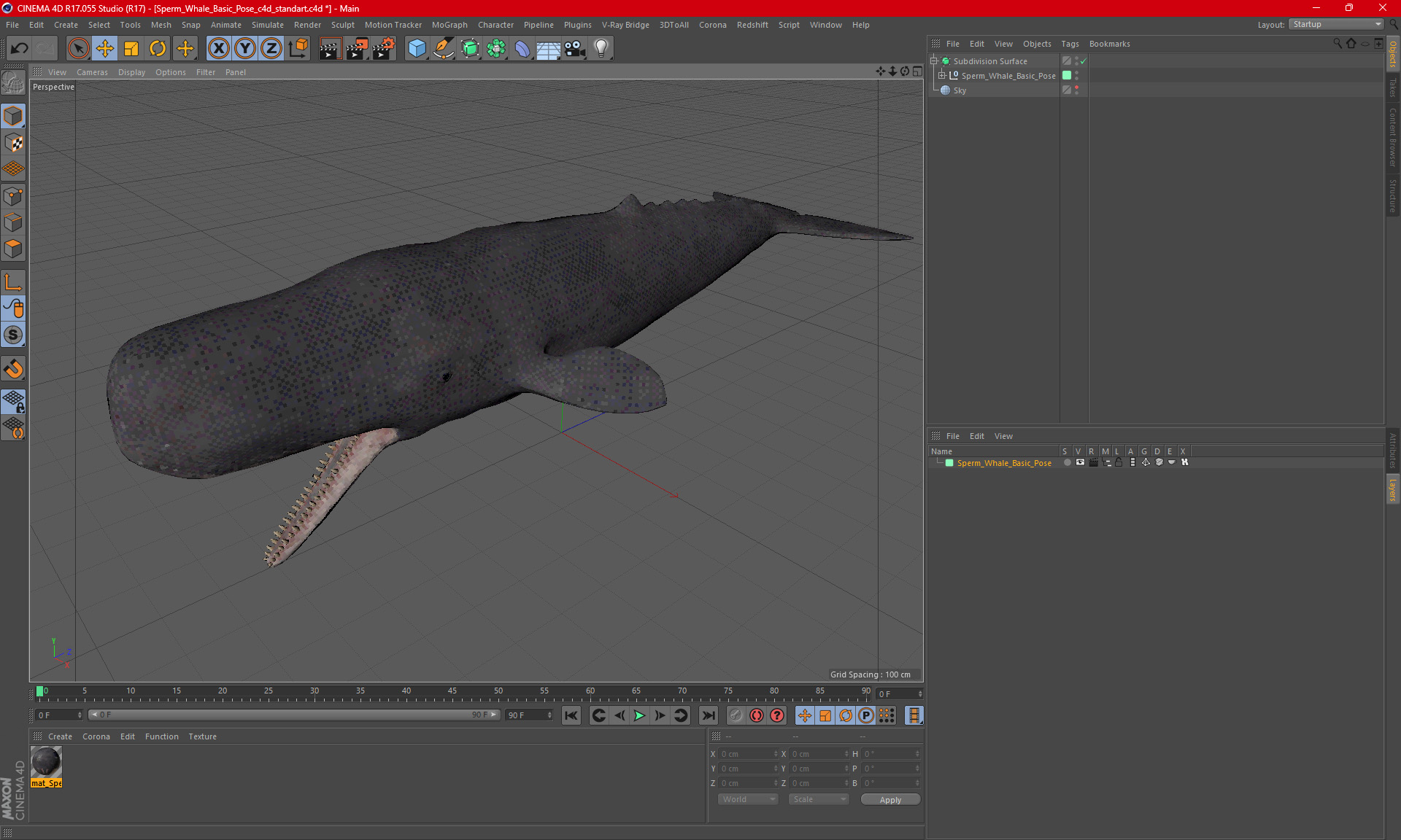 Sperm Whale Basic Pose 3D