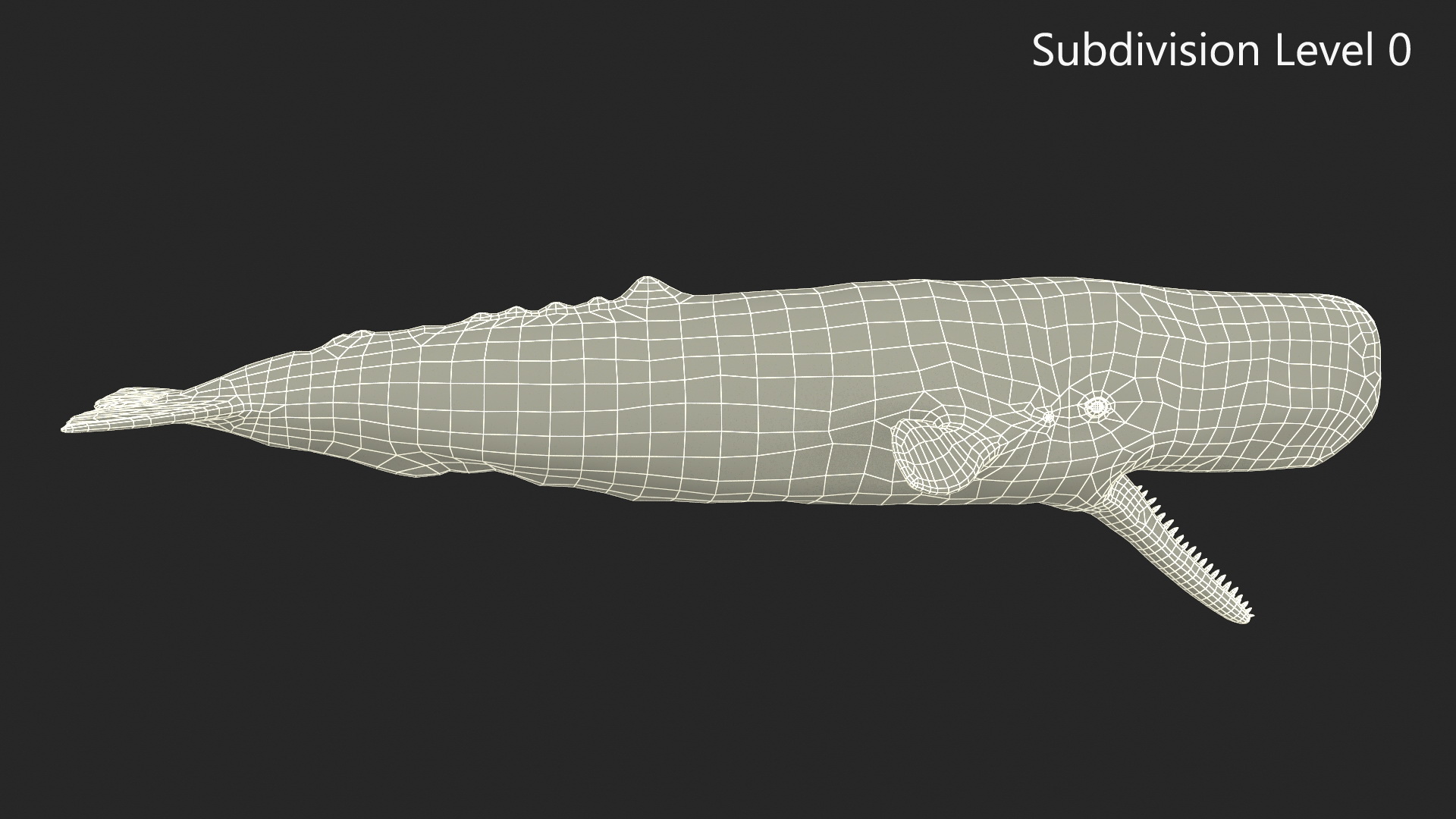Sperm Whale Basic Pose 3D