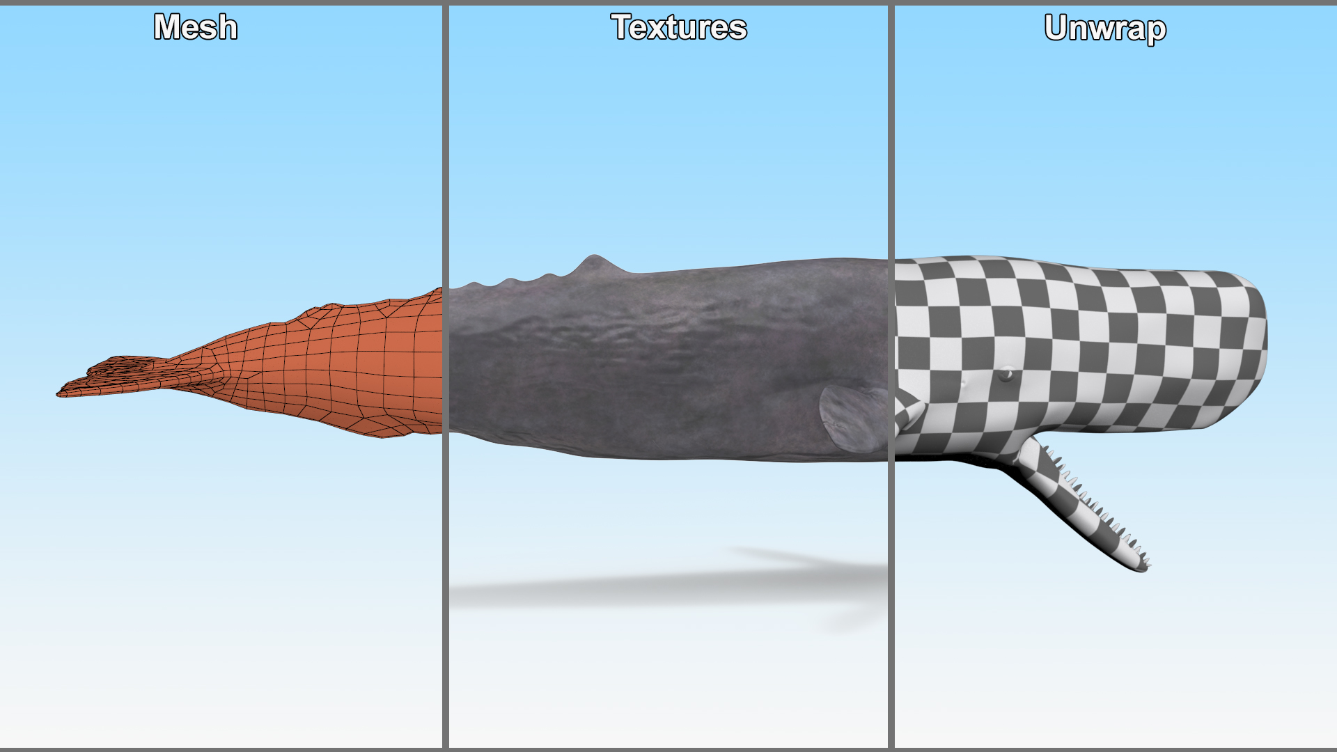 Sperm Whale Basic Pose 3D