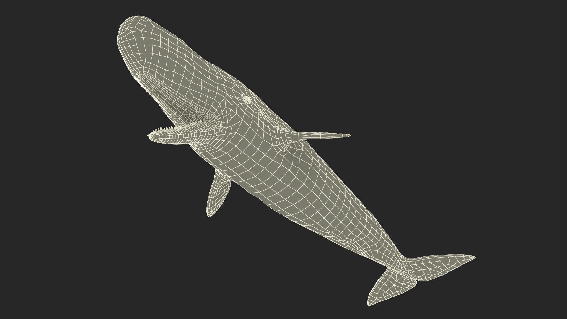 Sperm Whale Basic Pose 3D