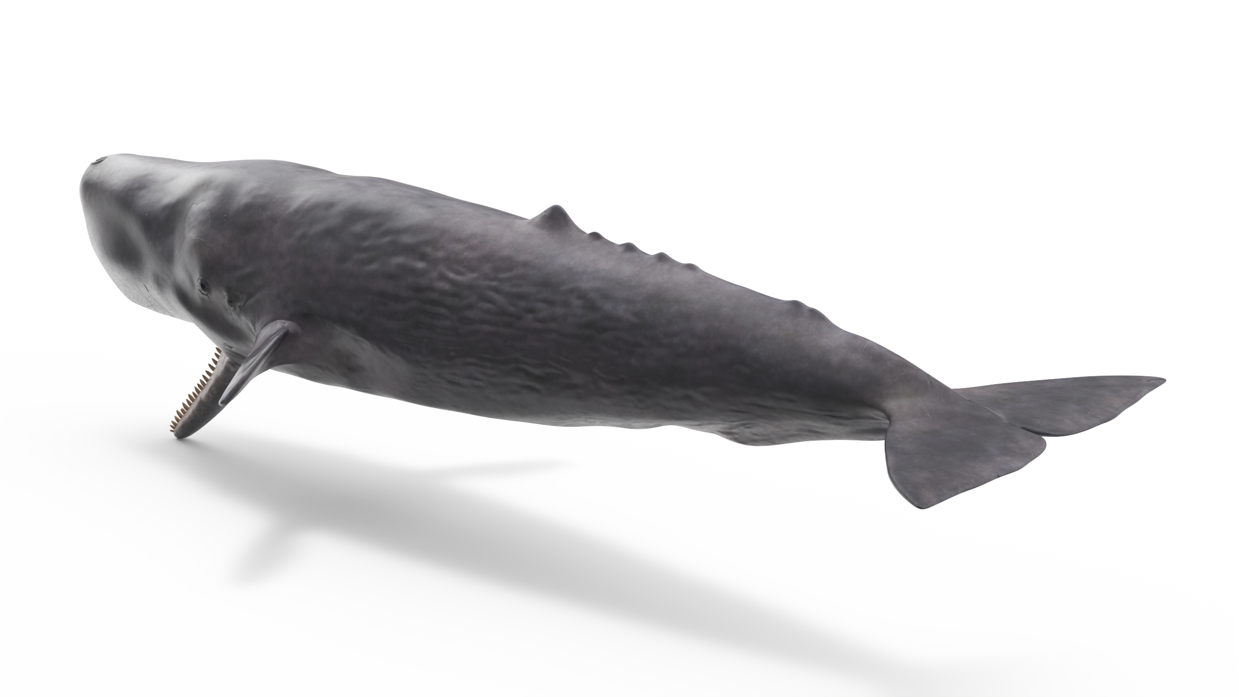 Sperm Whale Basic Pose 3D