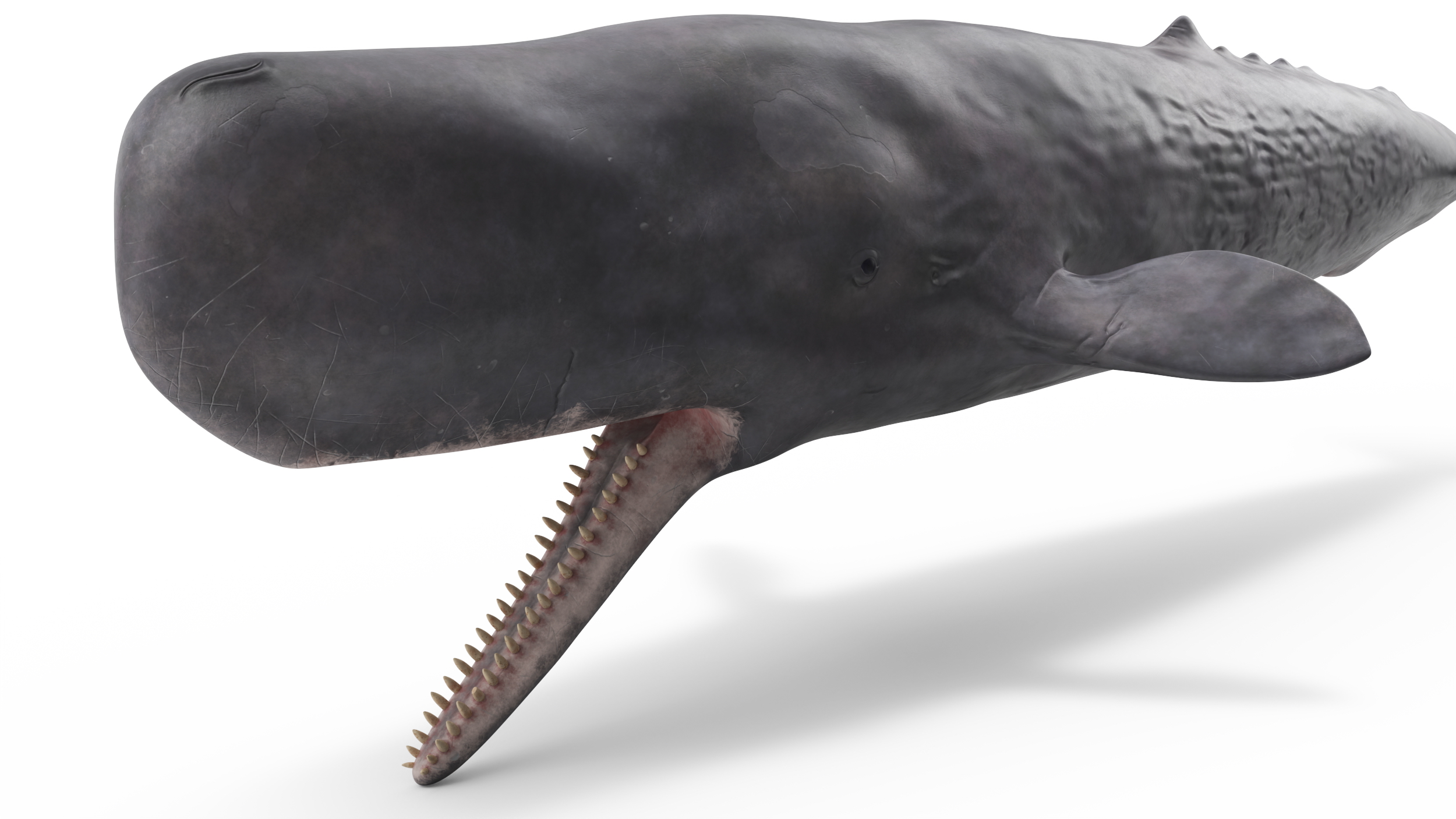 Sperm Whale Basic Pose 3D