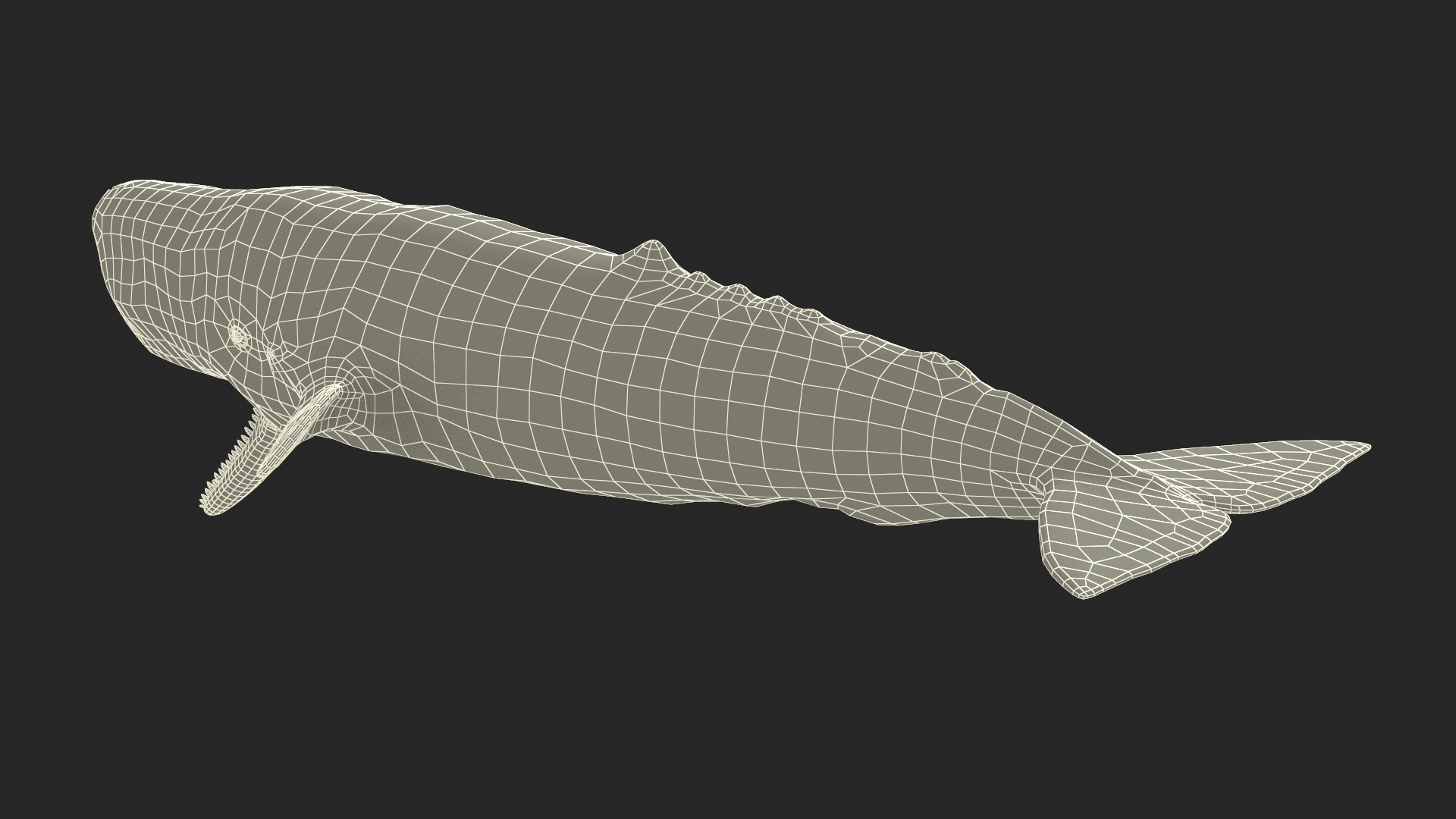 Sperm Whale Basic Pose 3D