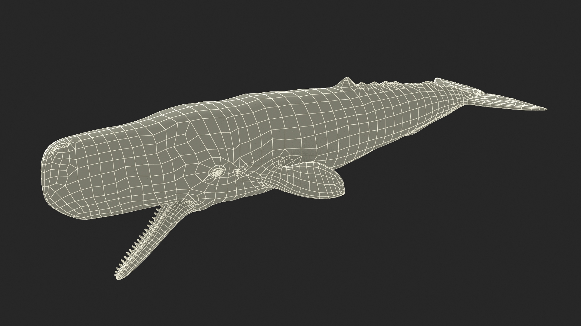 Sperm Whale Basic Pose 3D