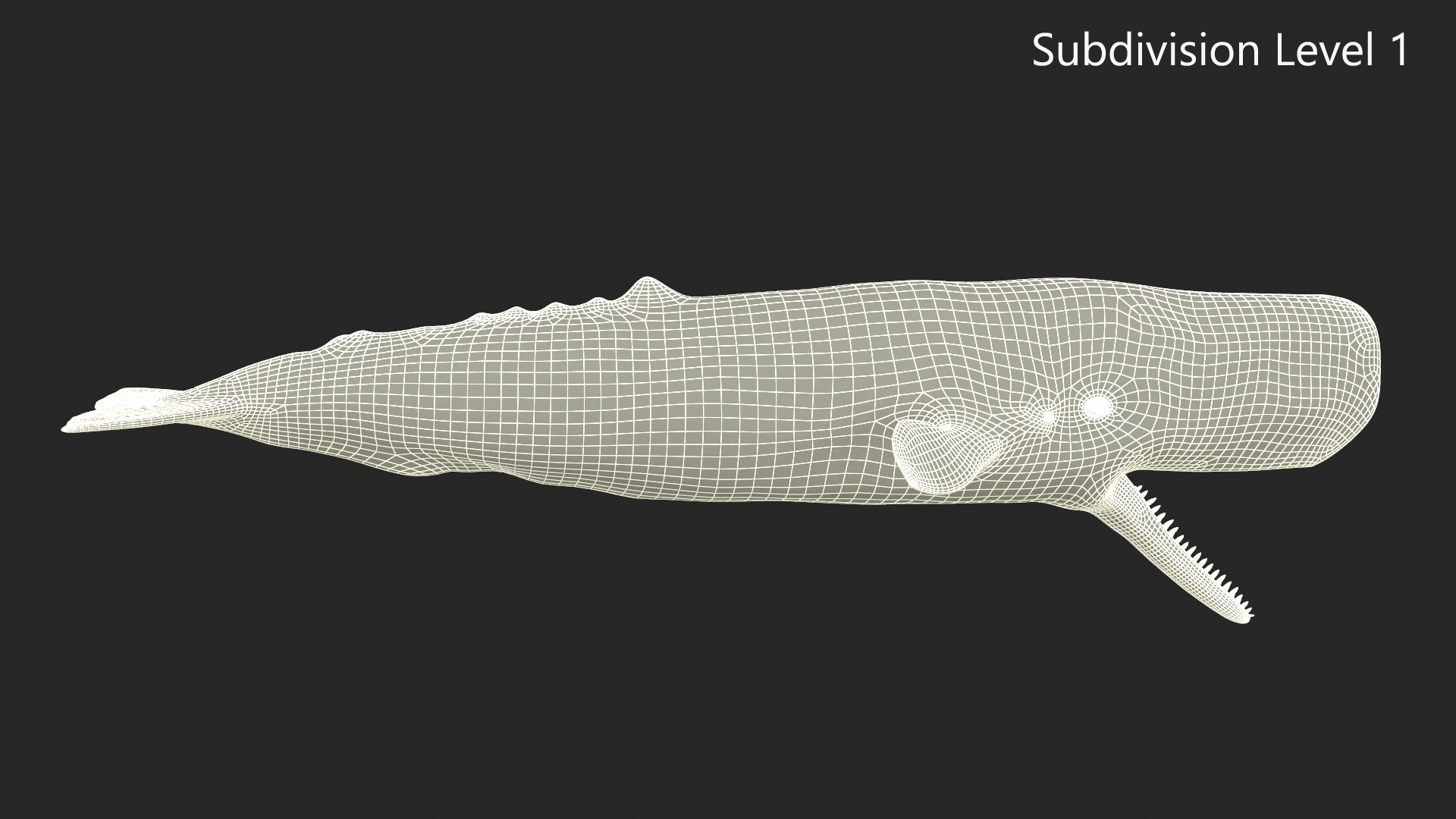 Sperm Whale Basic Pose 3D
