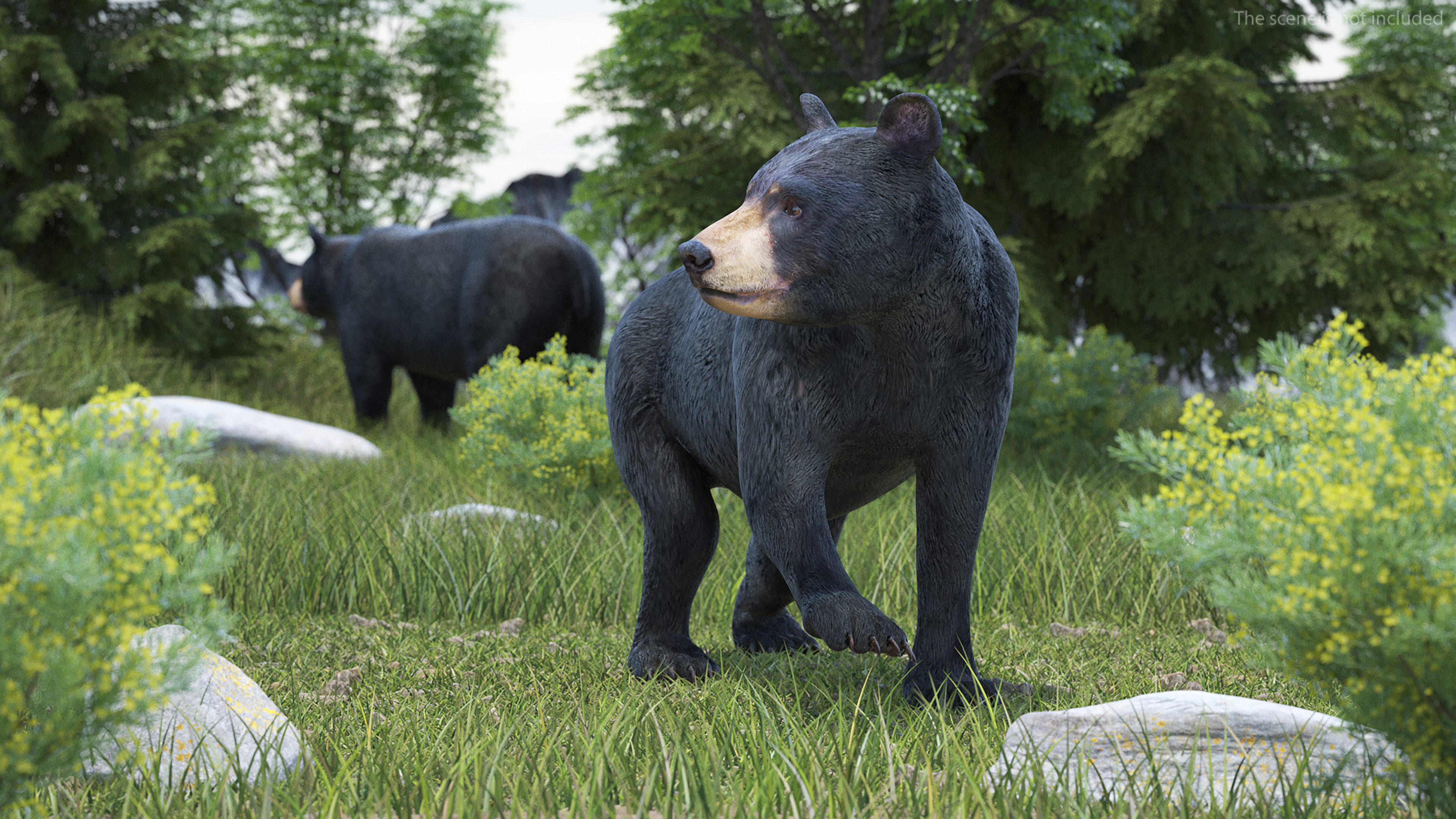 Young Black Bear in Walking 3D