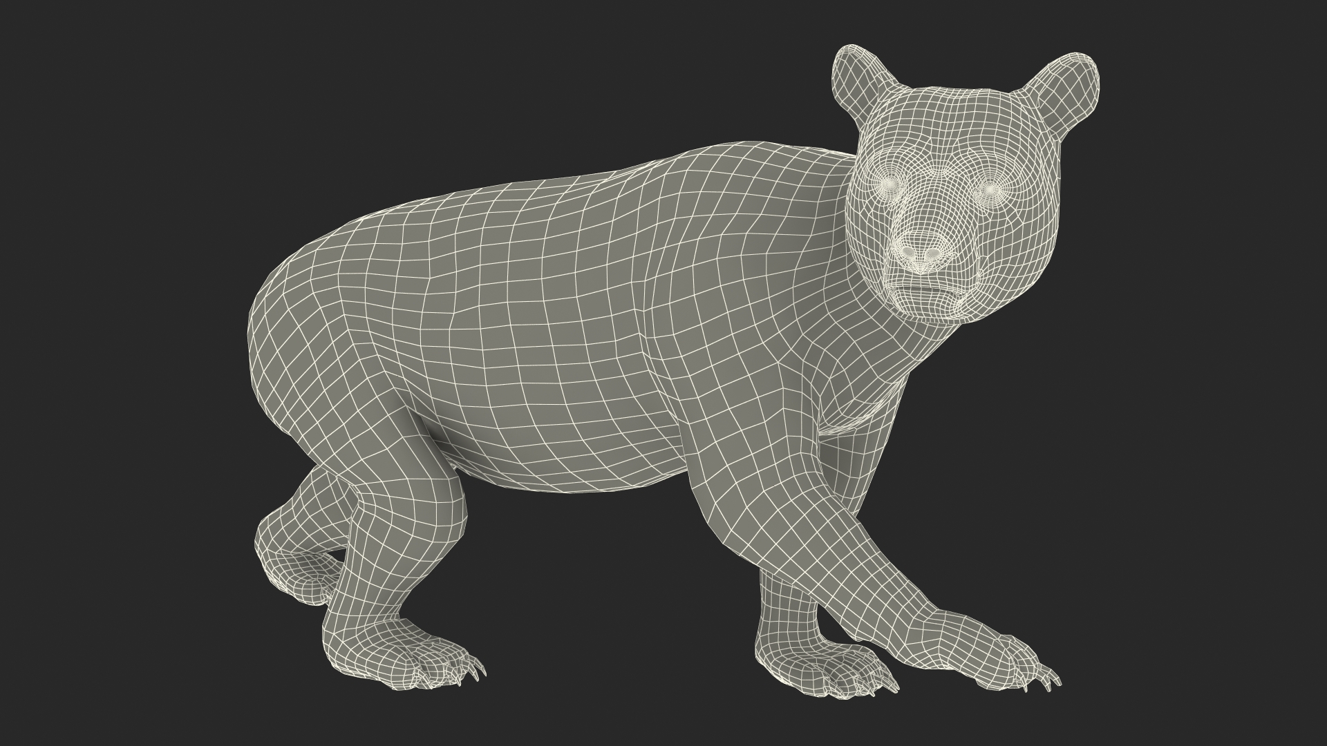 Young Black Bear in Walking 3D