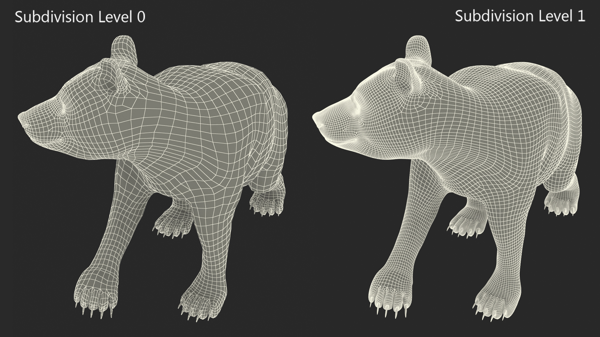 Young Black Bear in Walking 3D