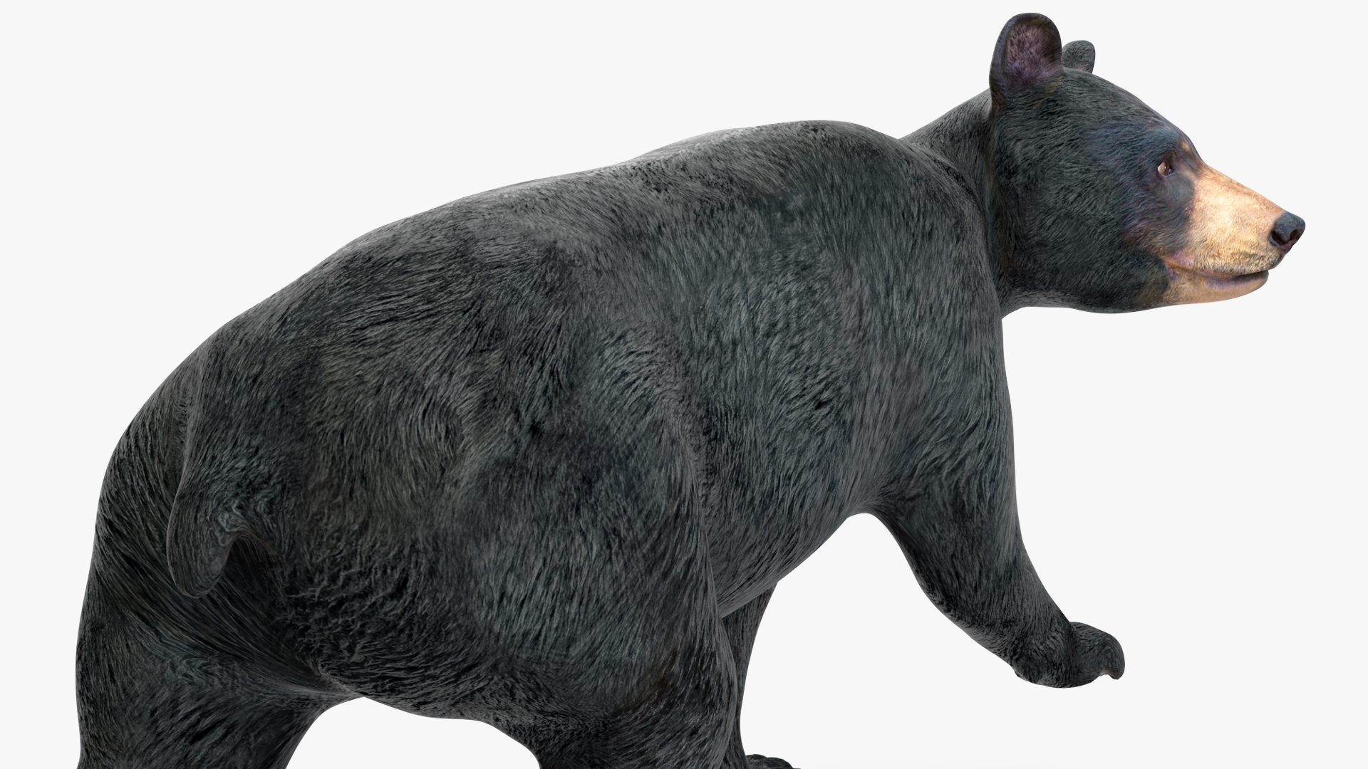 Young Black Bear in Walking 3D
