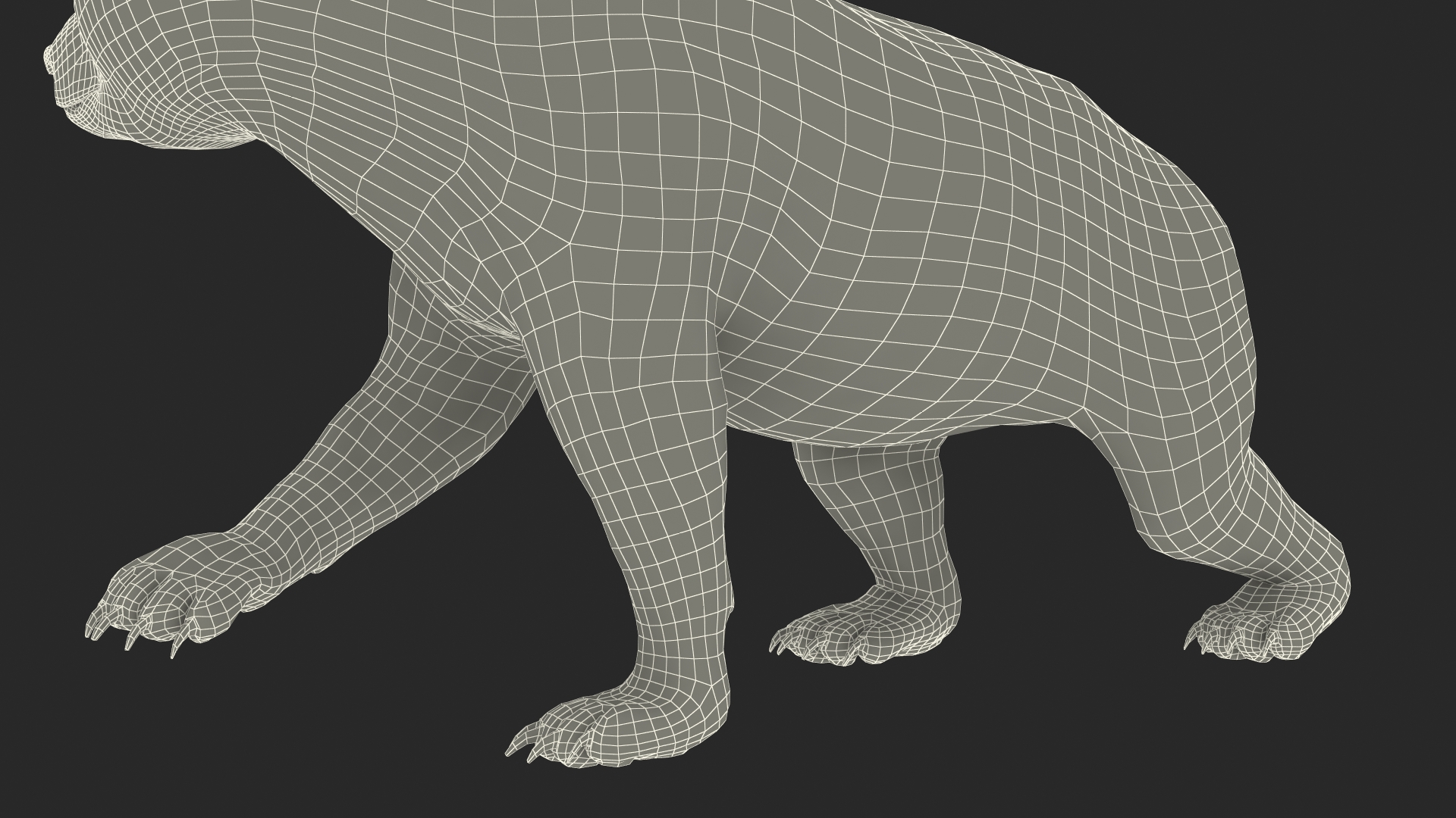 Young Black Bear in Walking 3D