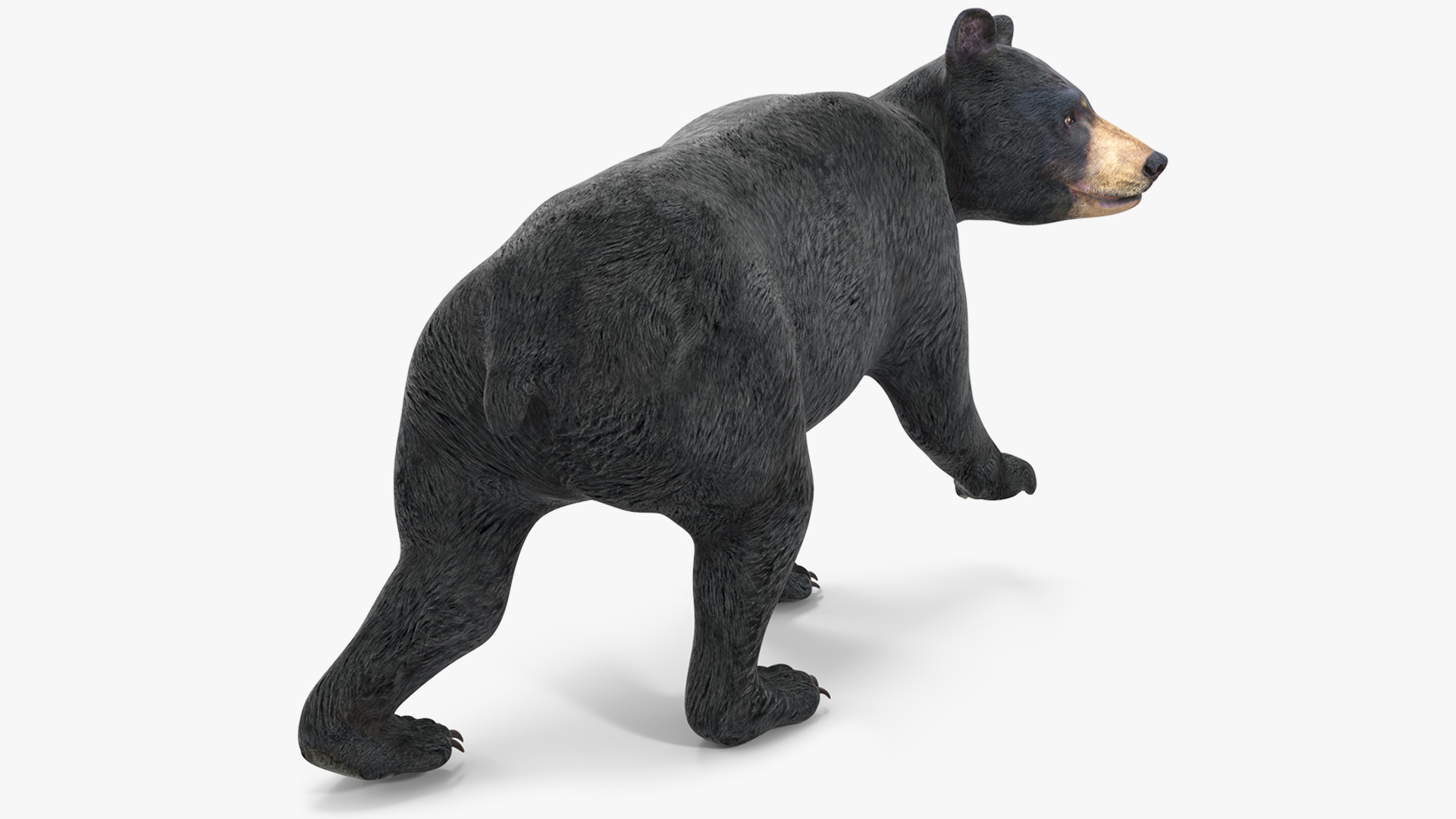Young Black Bear in Walking 3D