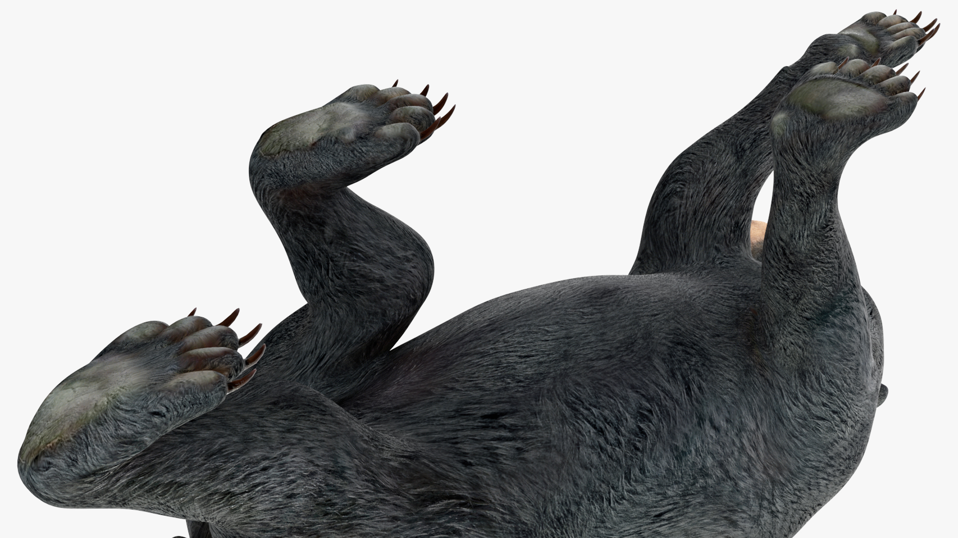 Young Black Bear in Walking 3D