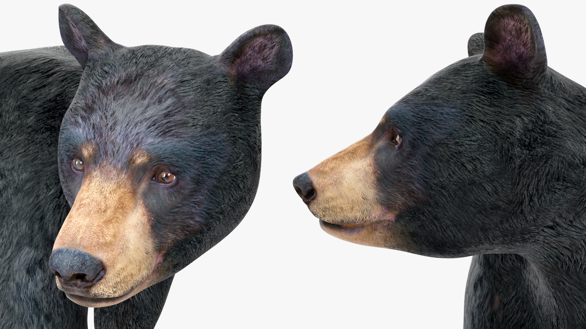 Young Black Bear in Walking 3D