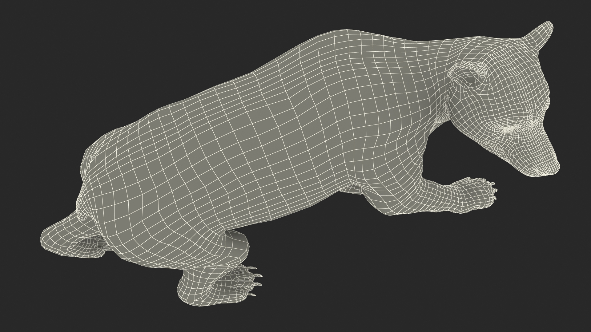 Young Black Bear in Walking 3D