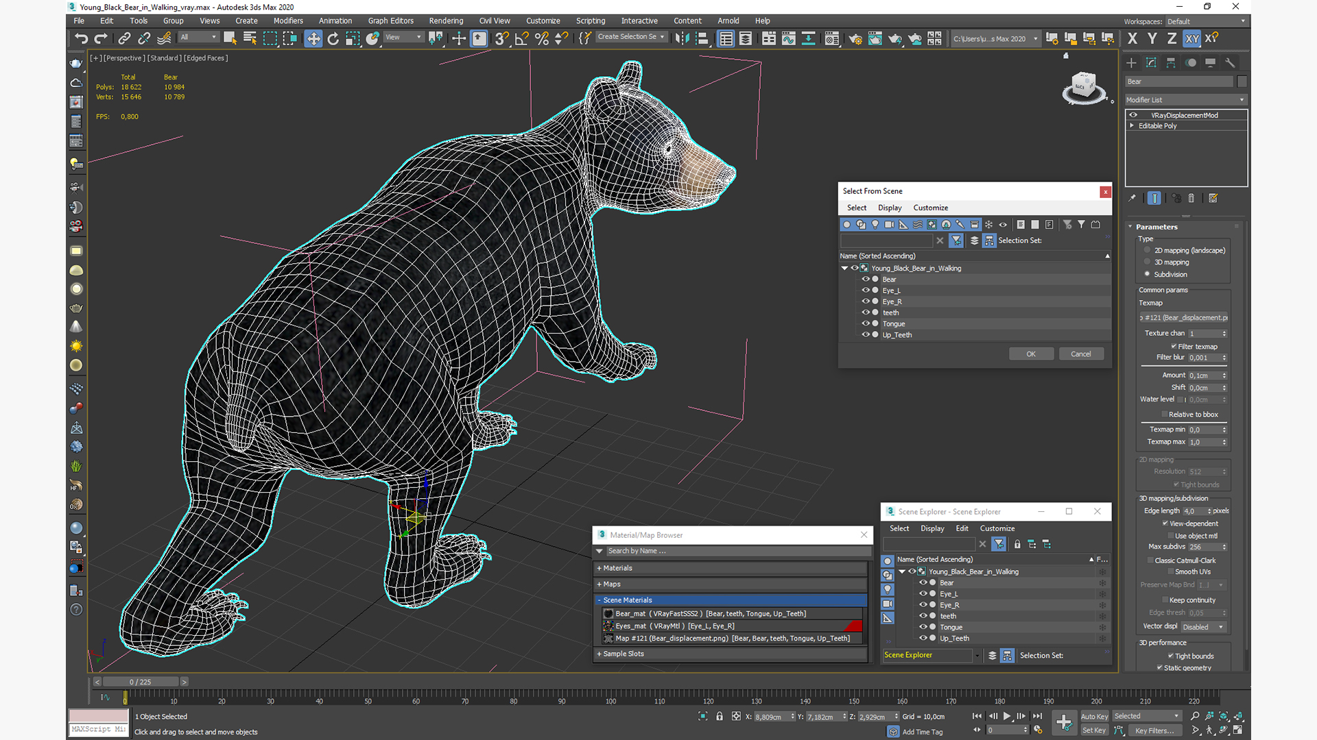 Young Black Bear in Walking 3D