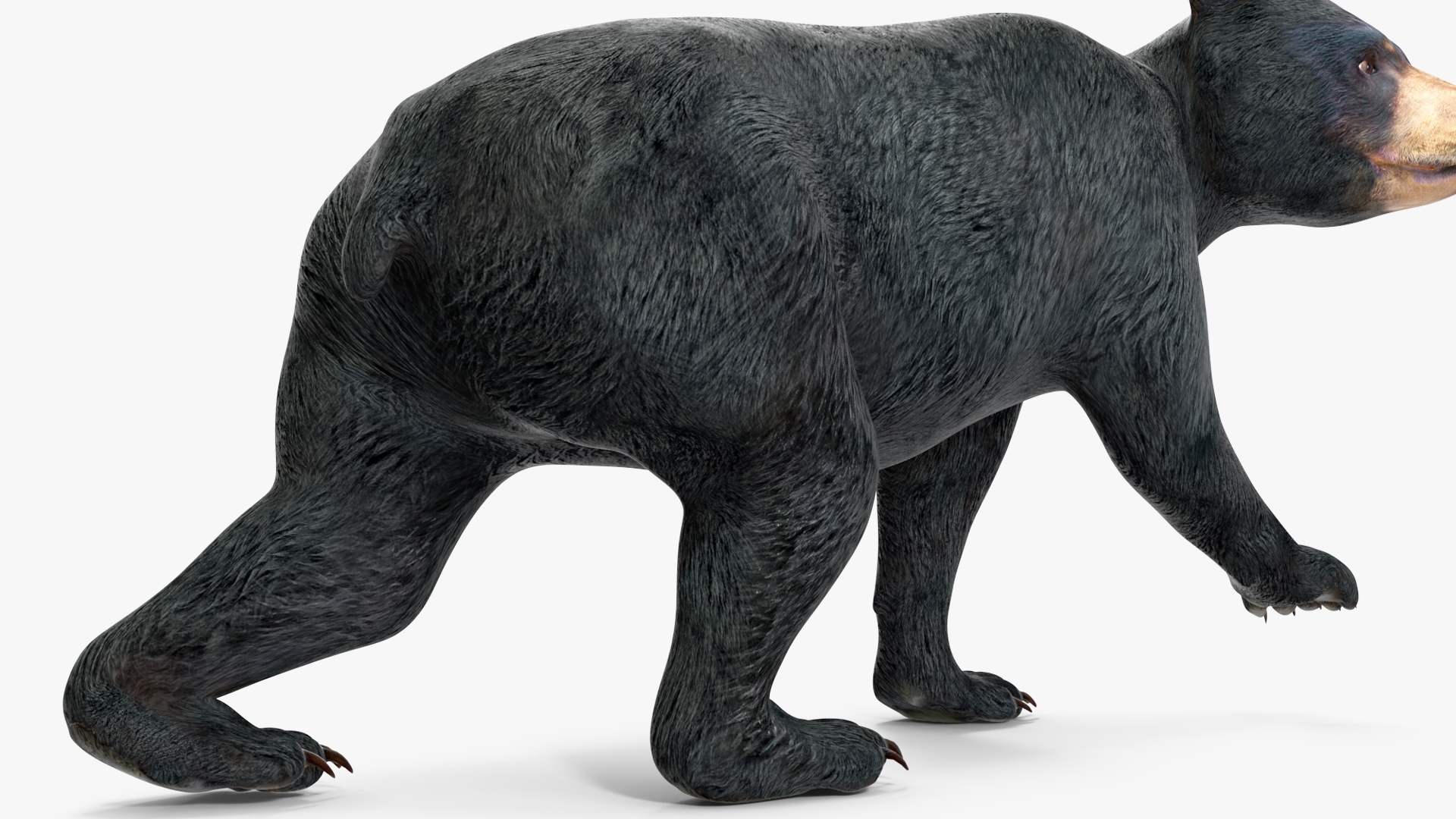 Young Black Bear in Walking 3D